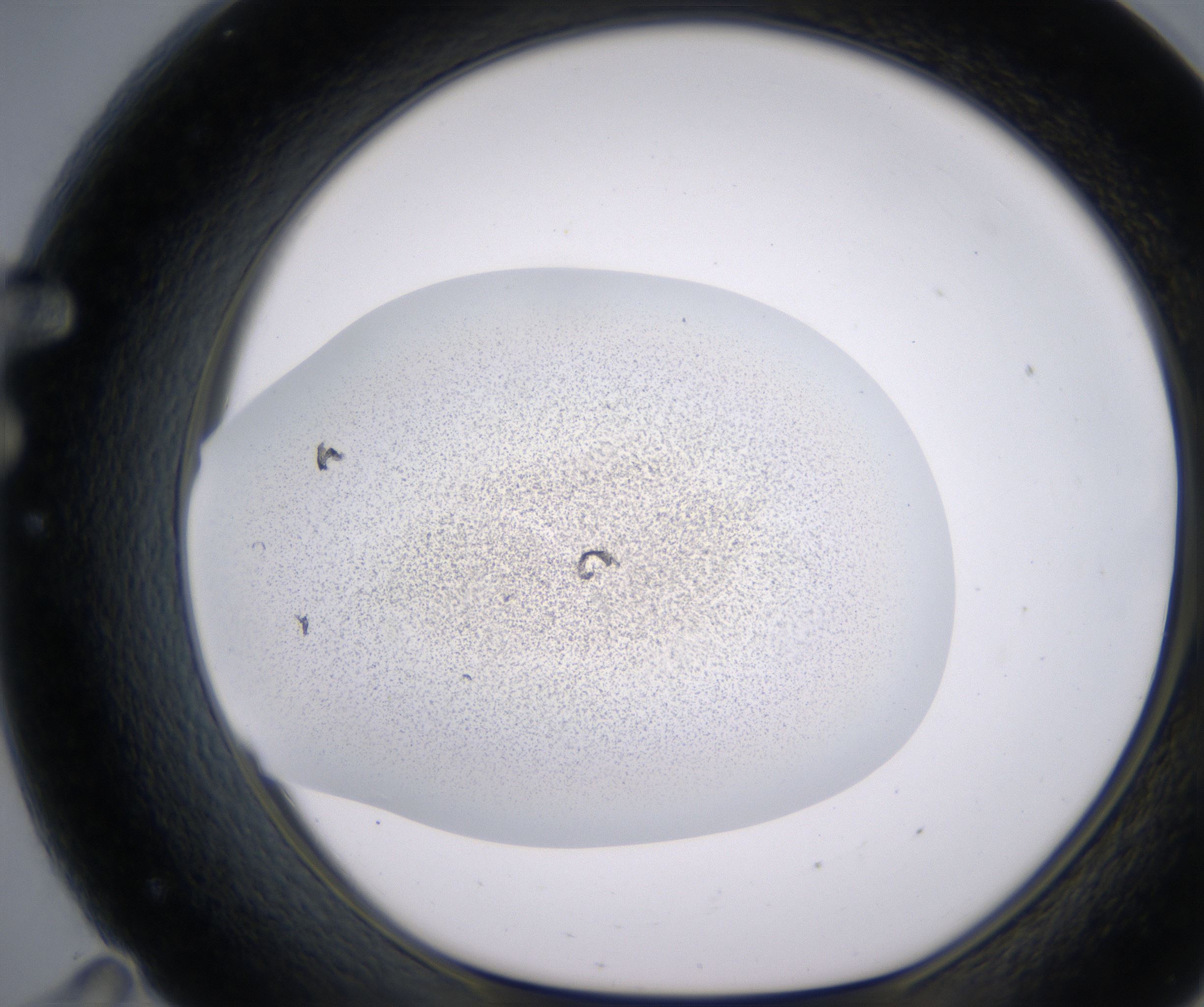 F11_HighResolution_Precipitate_1.jpg