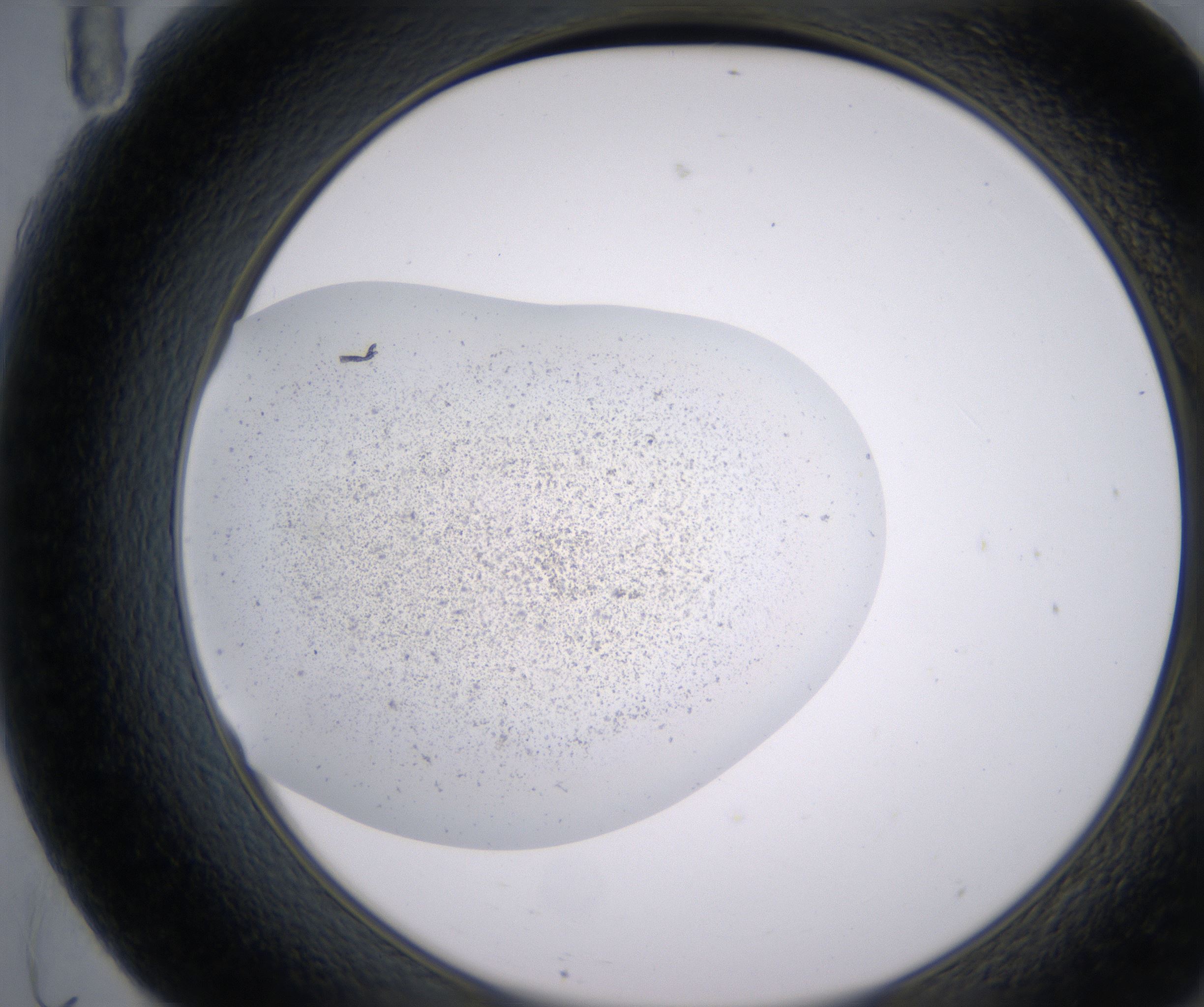 F11_HighResolution_Precipitate_2.jpg