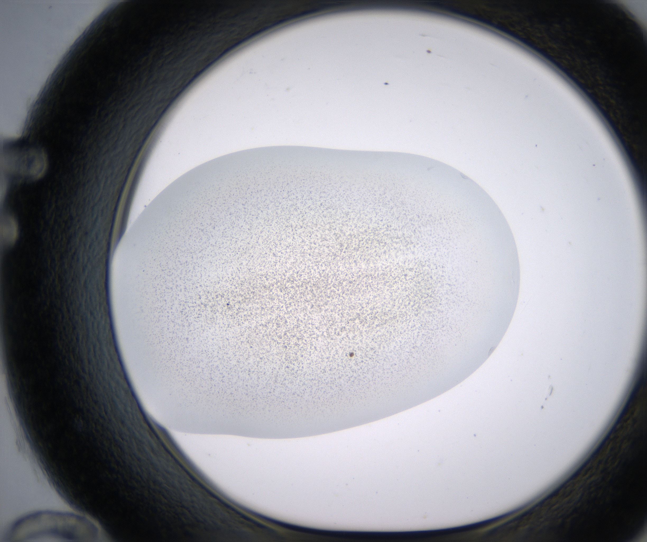 F12_HighResolution_Precipitate_1.jpg