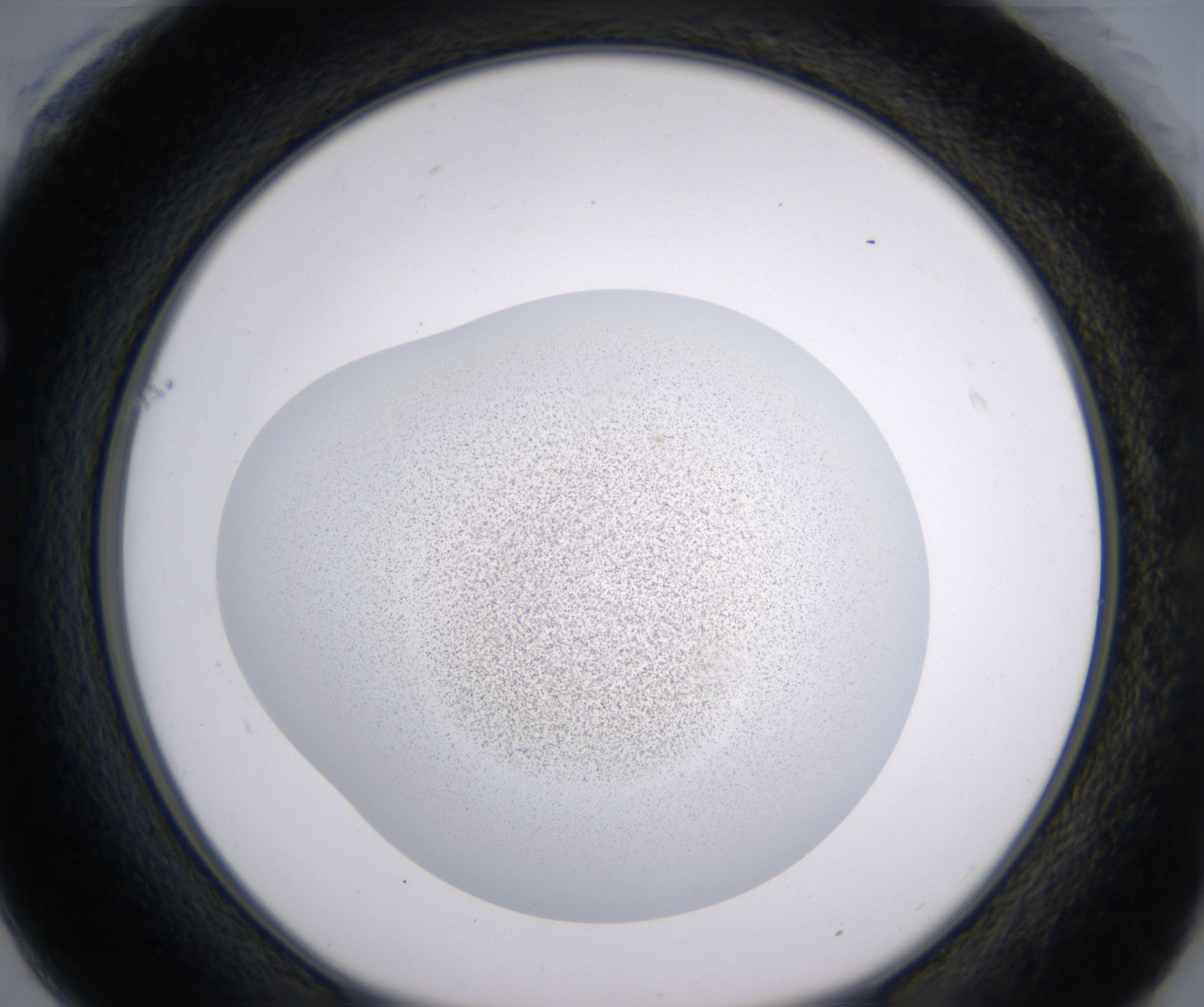 F1_HighResolution_Precipitate_1.jpg