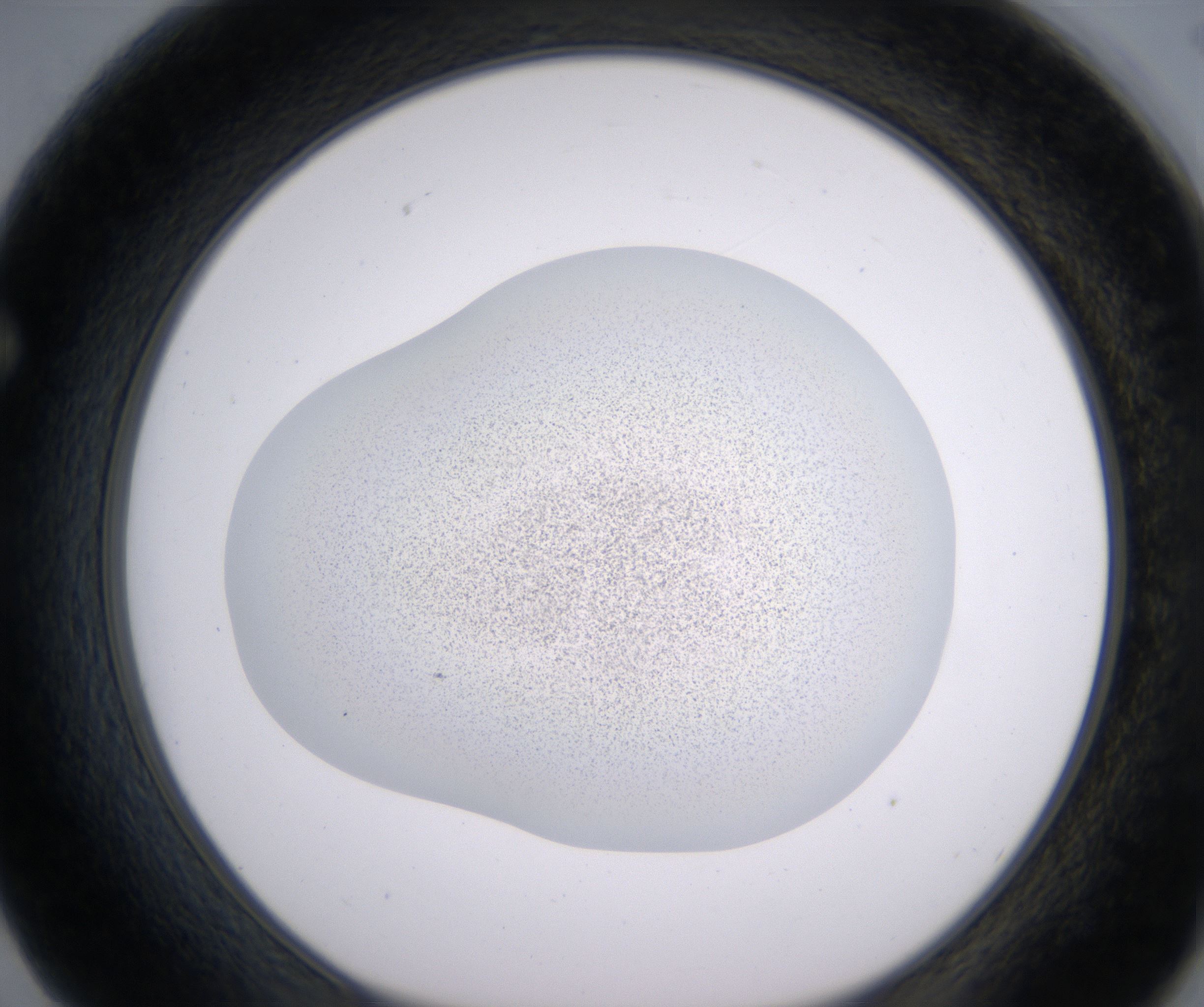 F2_HighResolution_Precipitate_1.jpg