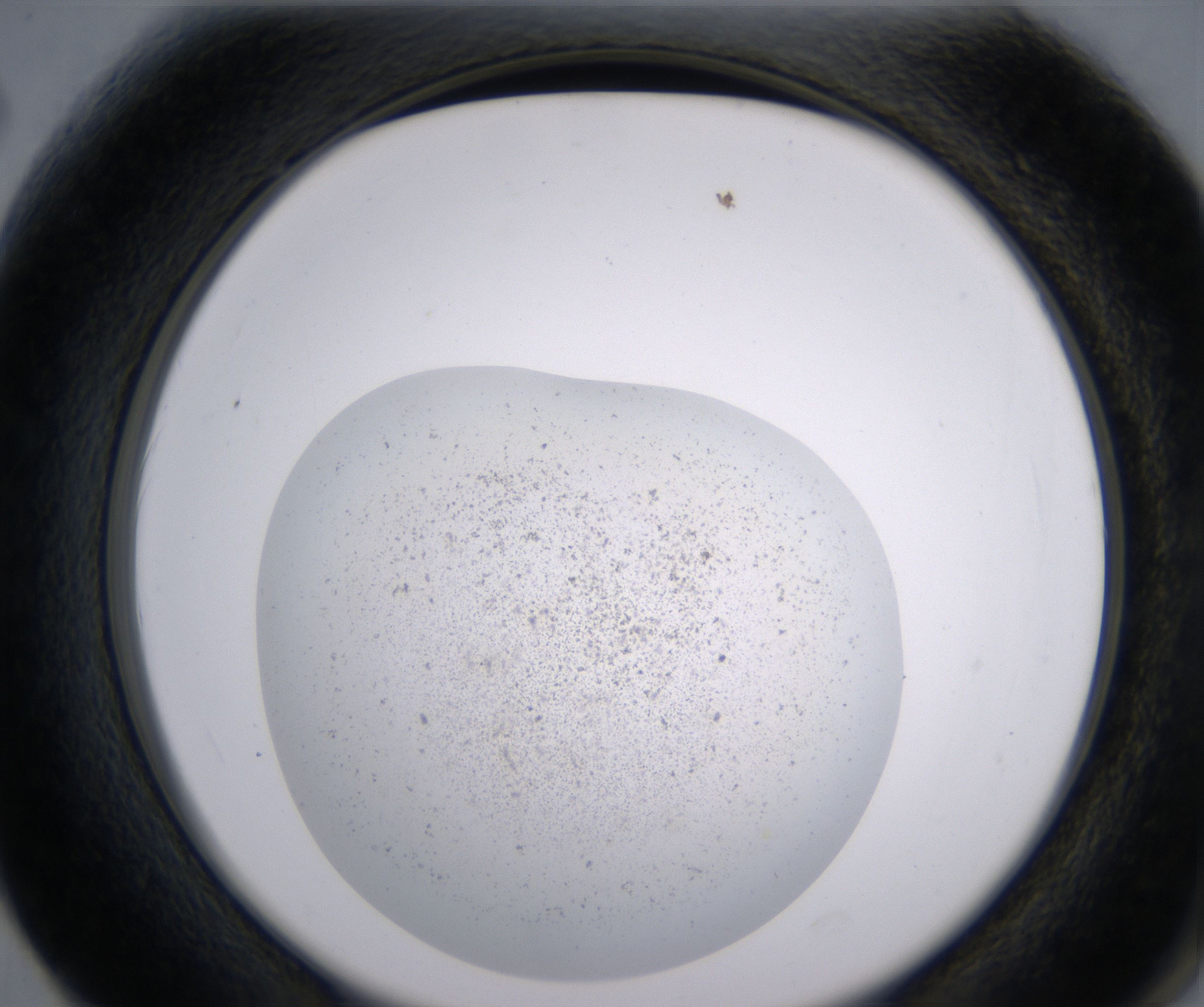 F2_HighResolution_Precipitate_2.jpg