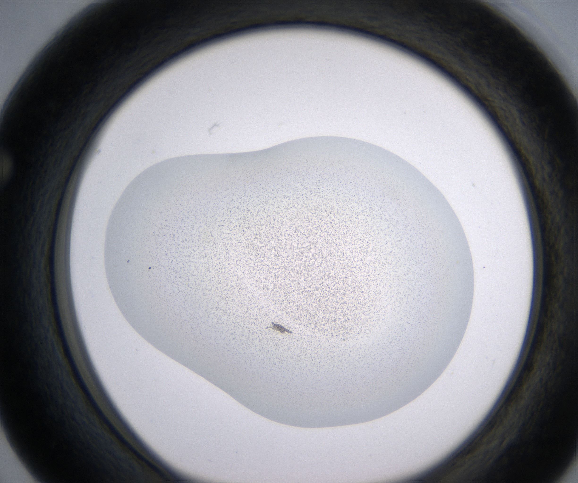 F3_HighResolution_Precipitate_1.jpg