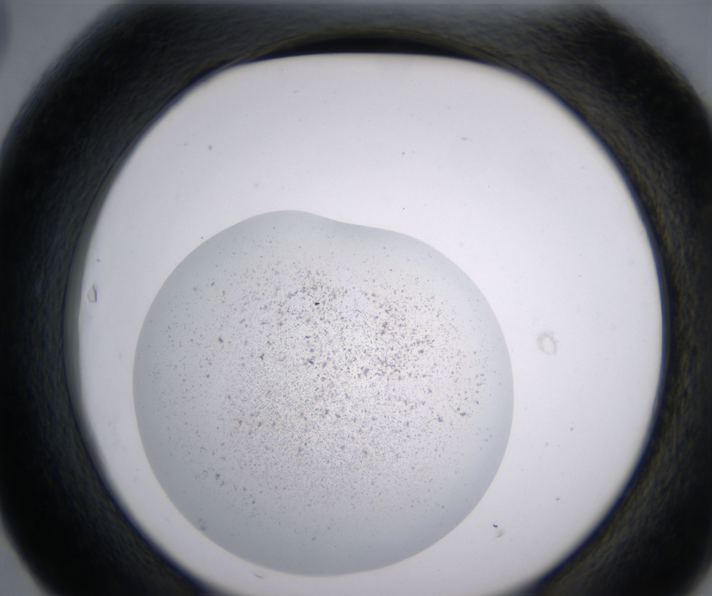 F3_HighResolution_Precipitate_2.jpg
