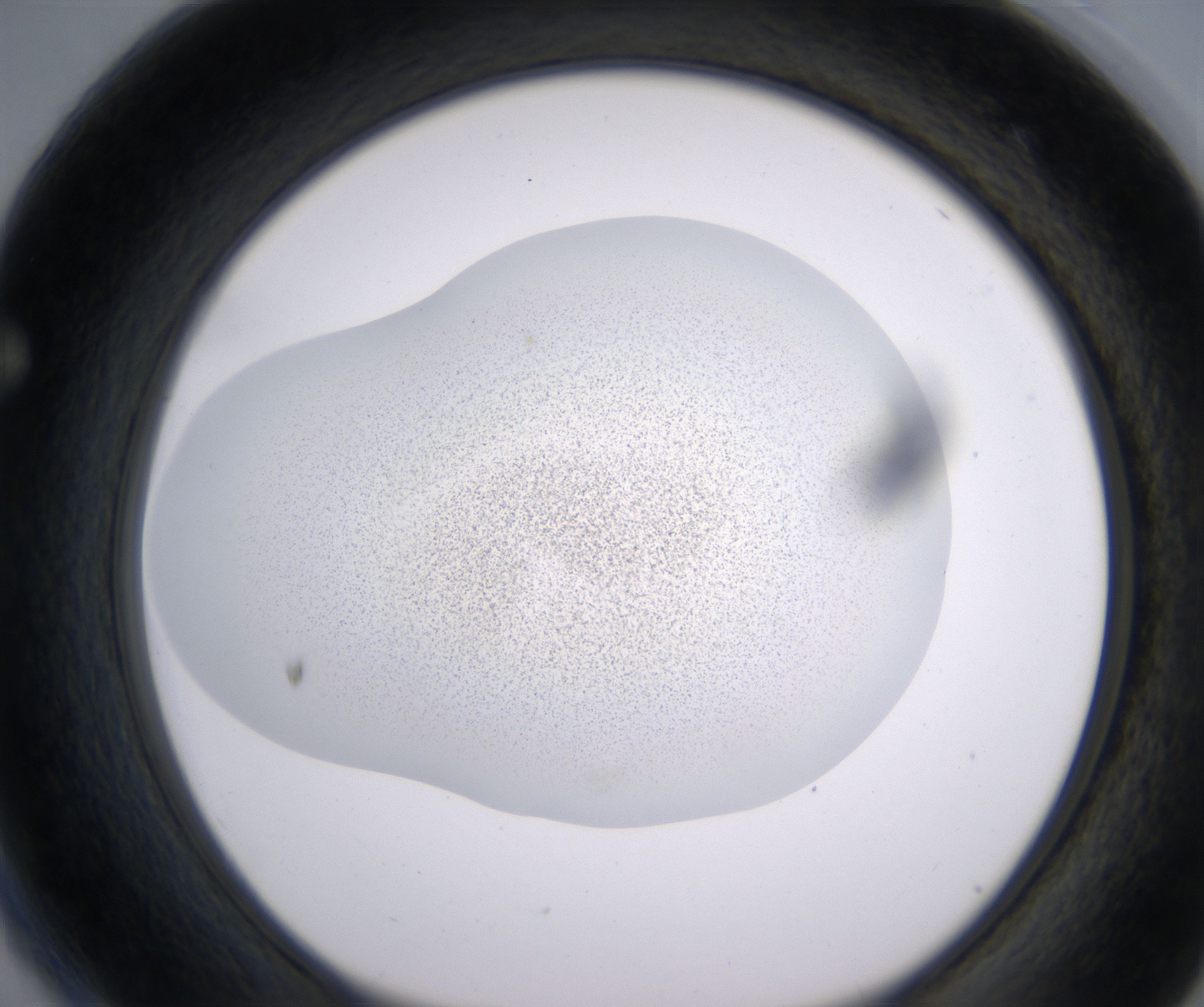 F4_HighResolution_Precipitate_1.jpg