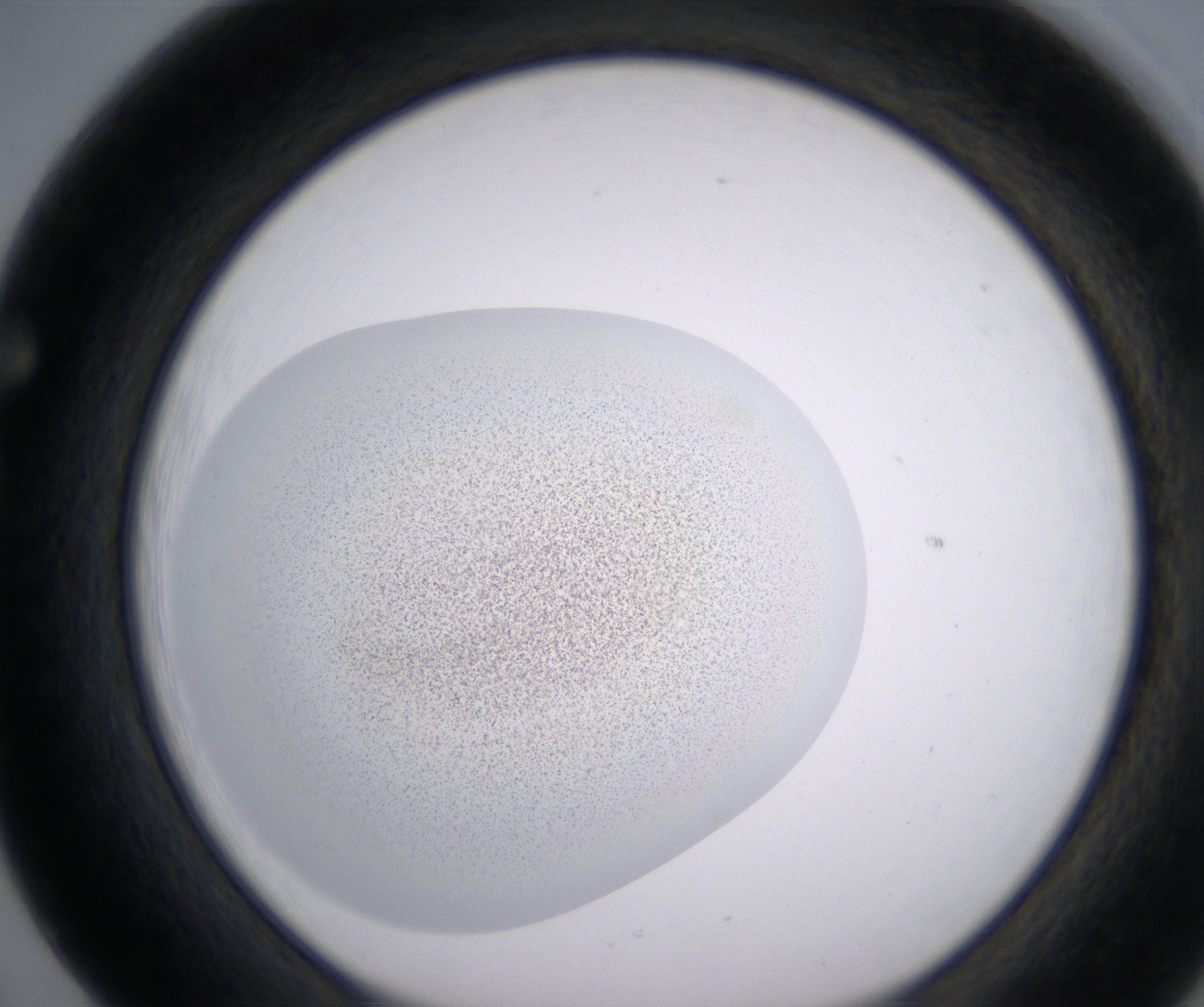 F5_HighResolution_Precipitate_1.jpg