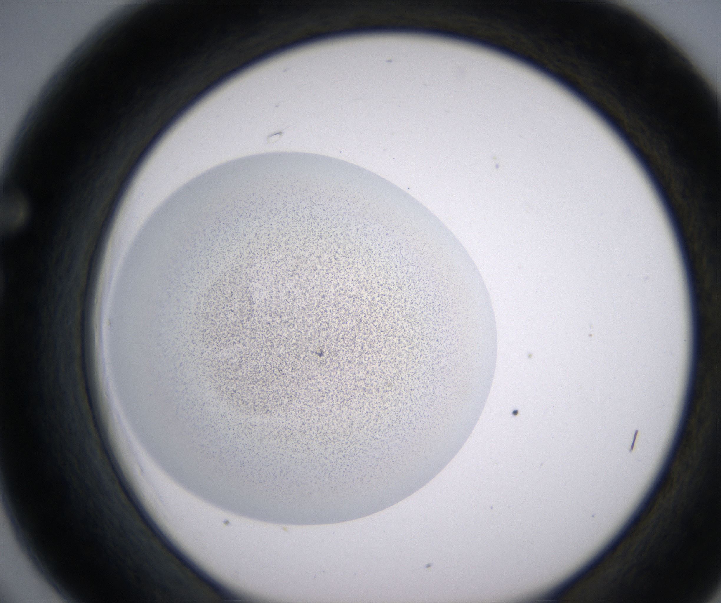 F6_HighResolution_Precipitate_1.jpg