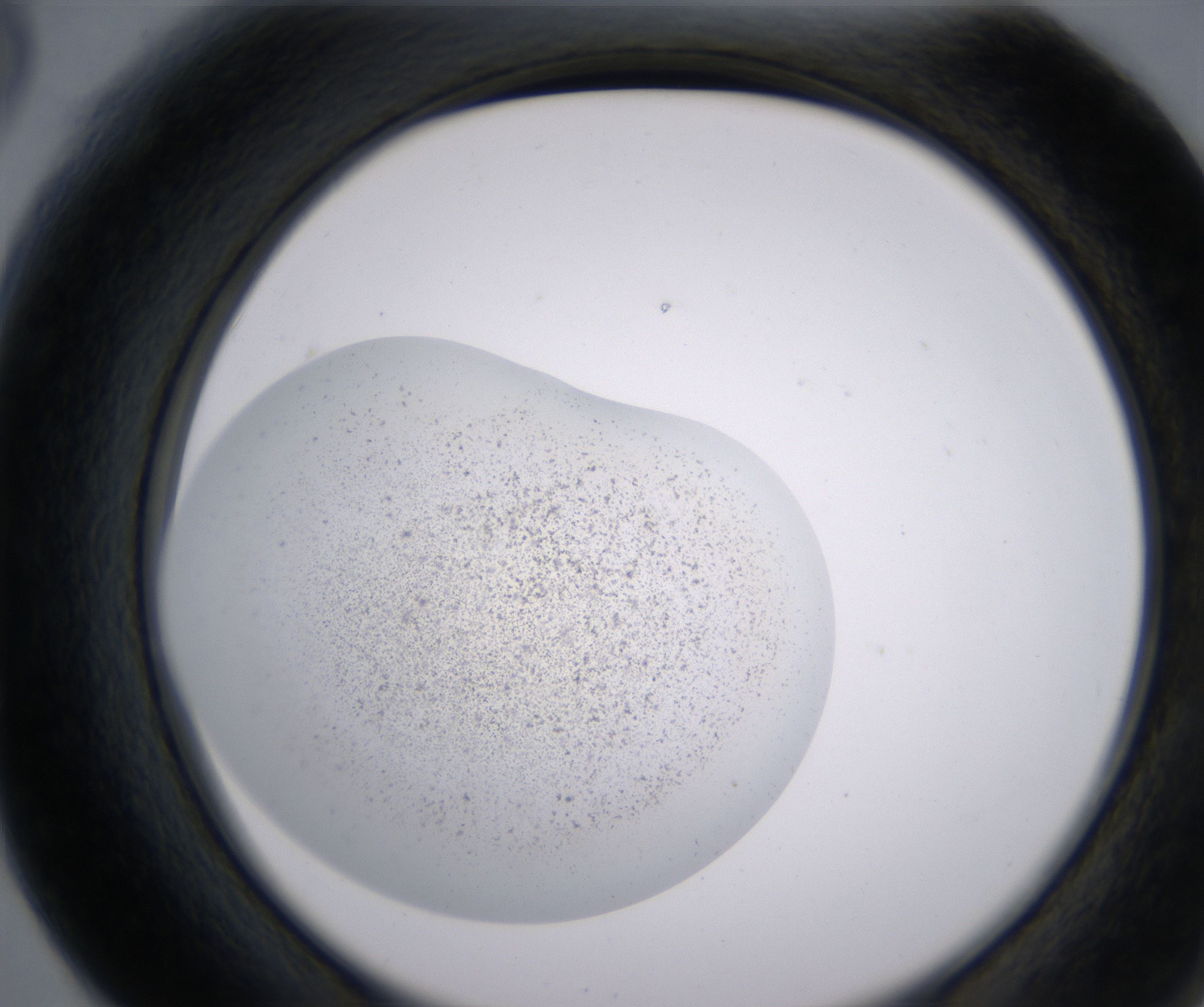 F6_HighResolution_Precipitate_2.jpg
