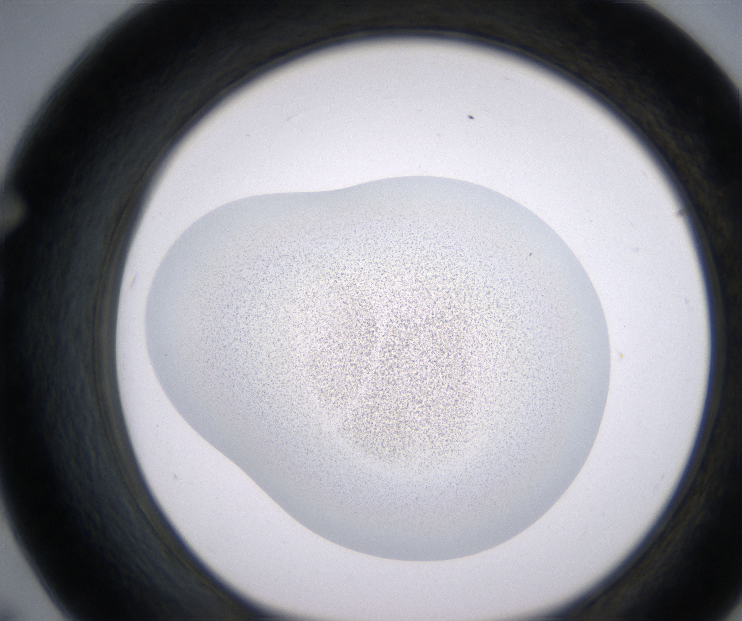 F7_HighResolution_Precipitate_1.jpg
