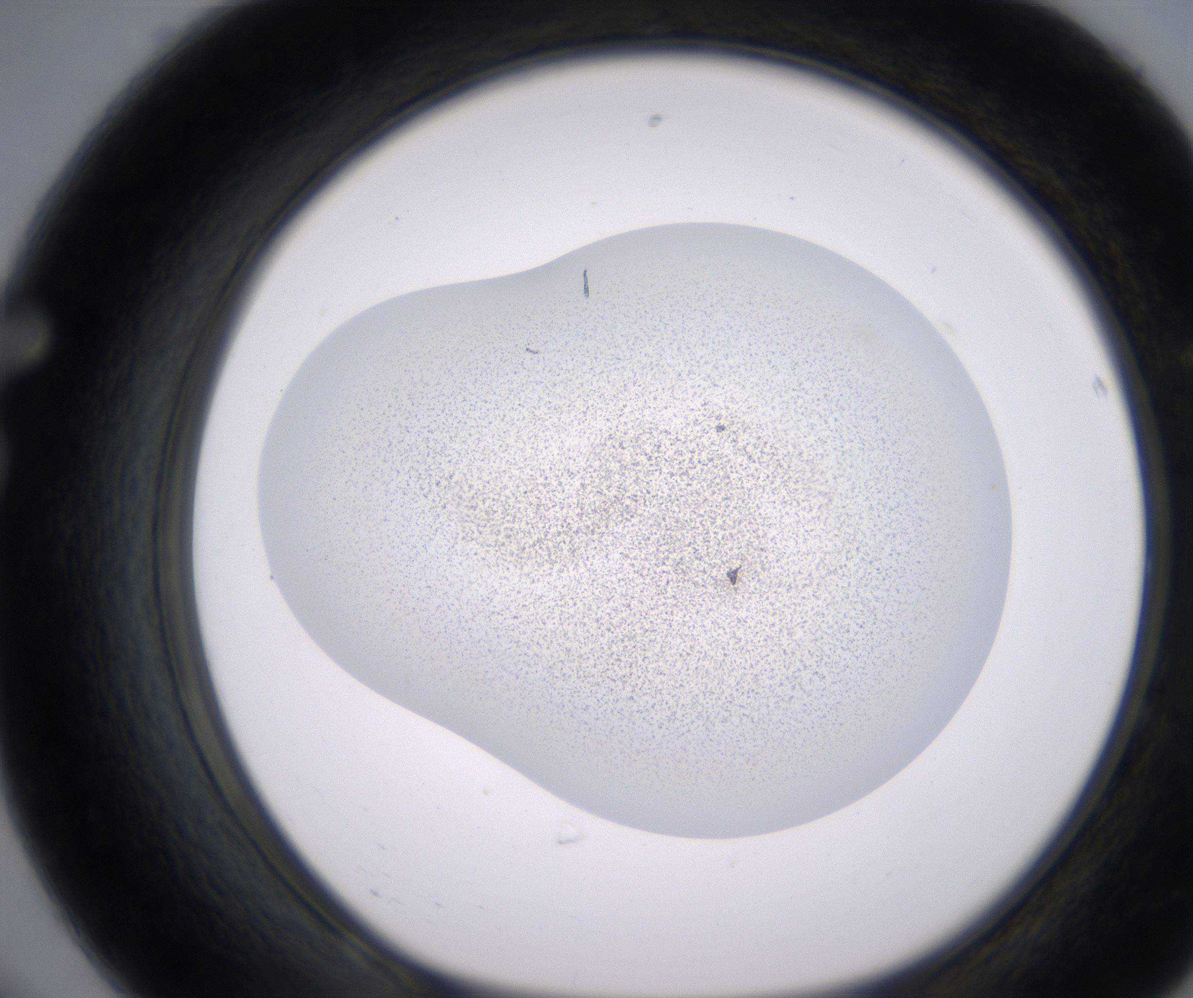 F8_HighResolution_Precipitate_1.jpg