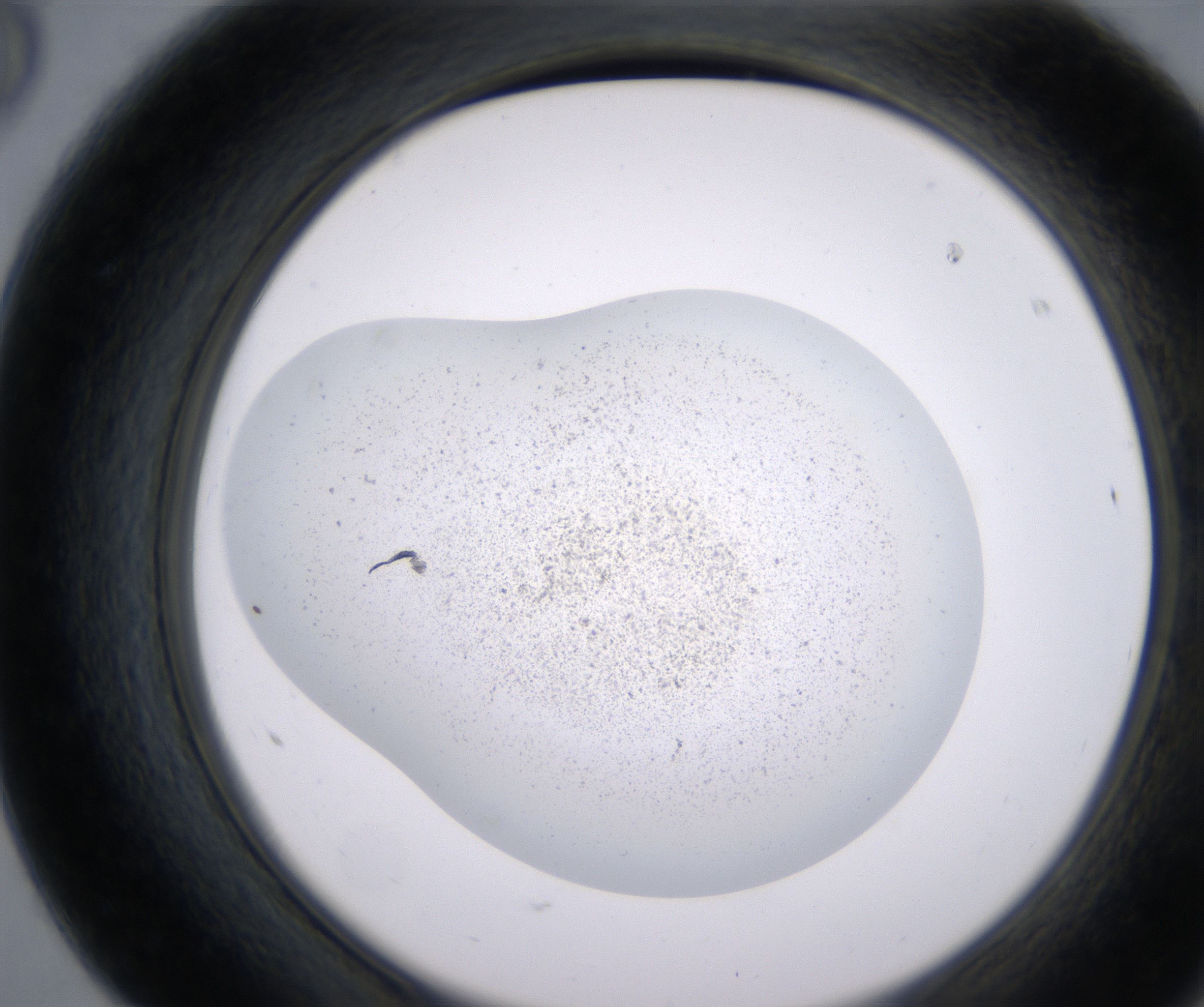 F8_HighResolution_Precipitate_2.jpg