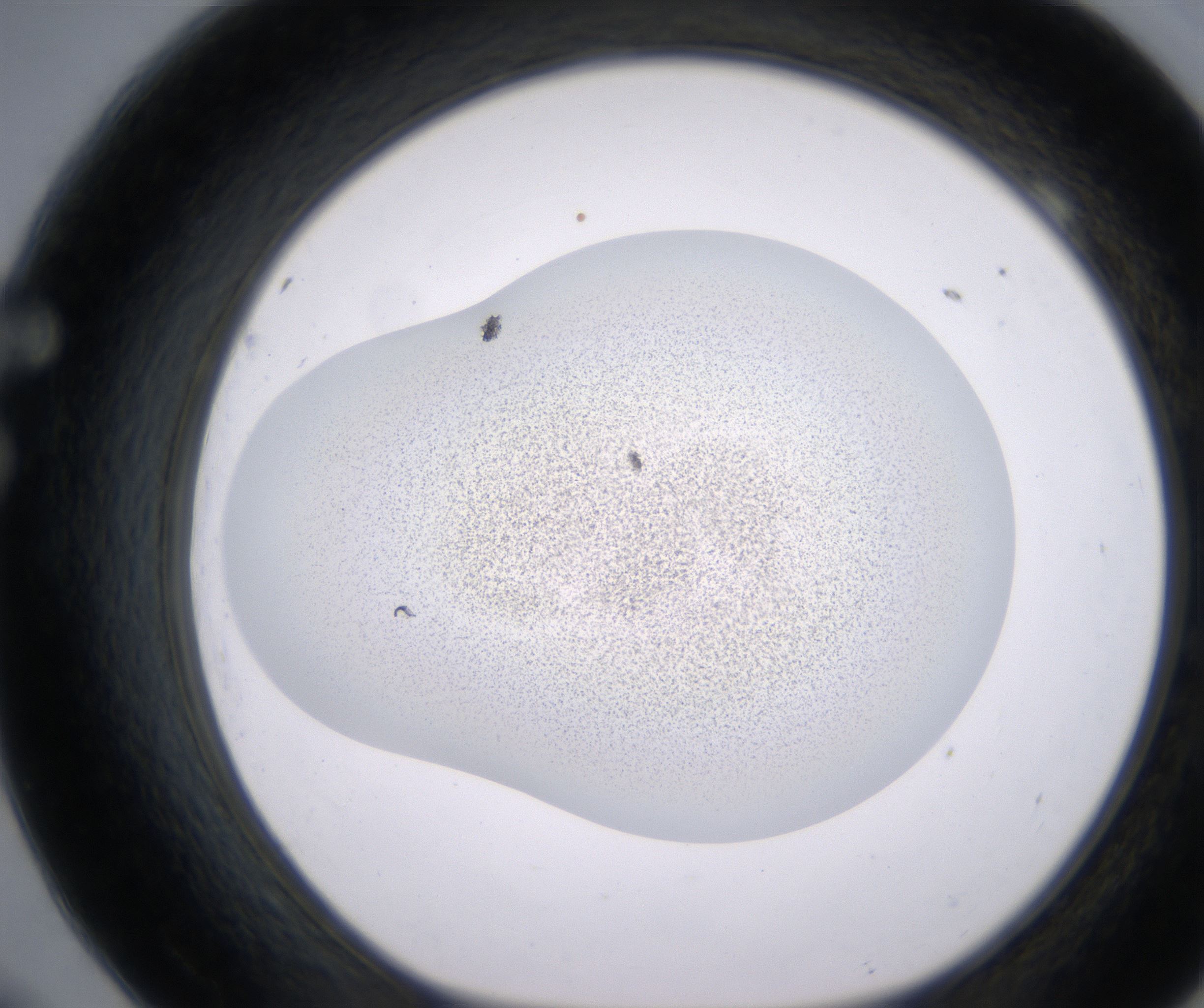 F9_HighResolution_Precipitate_1.jpg