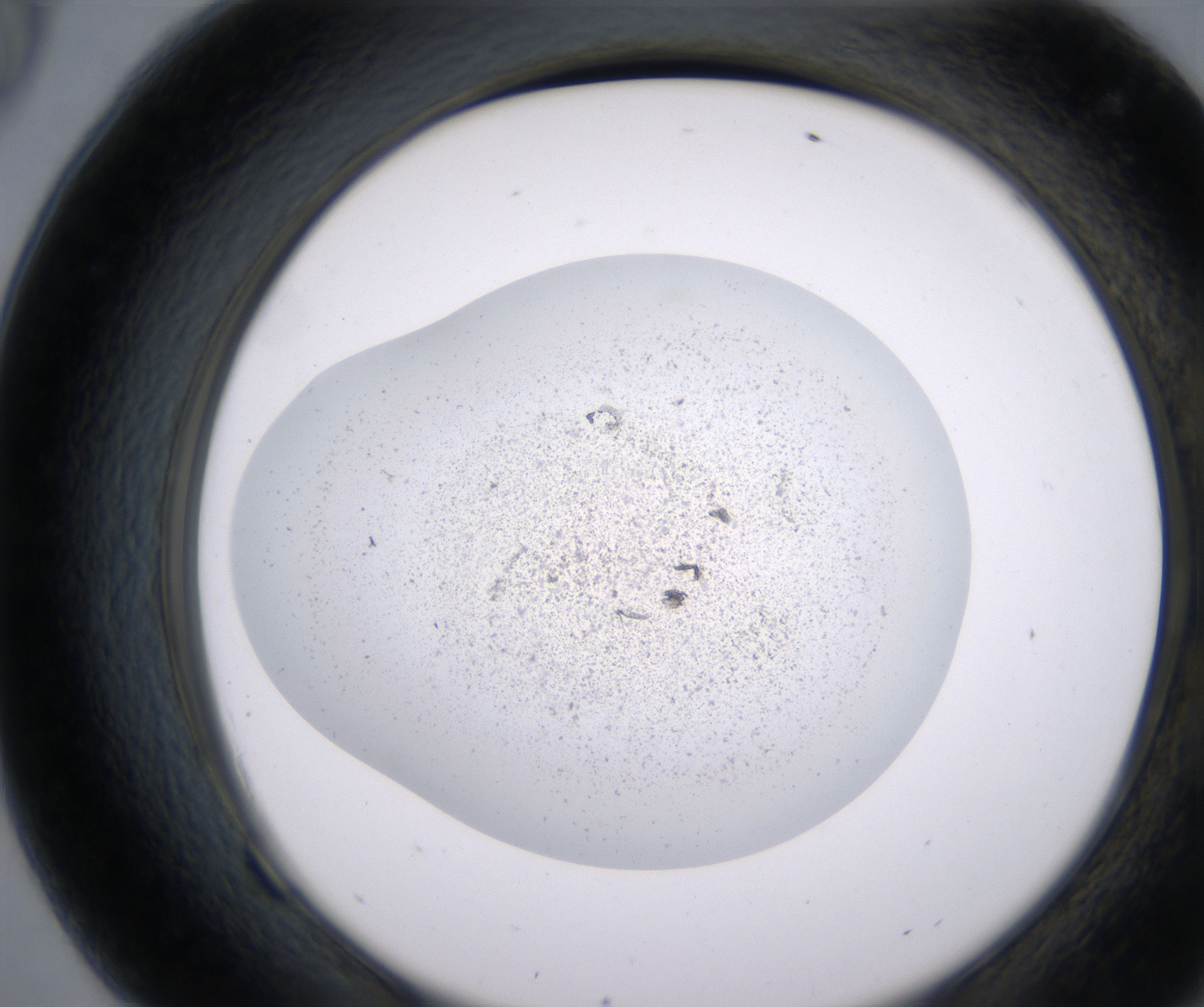 F9_HighResolution_Precipitate_2.jpg
