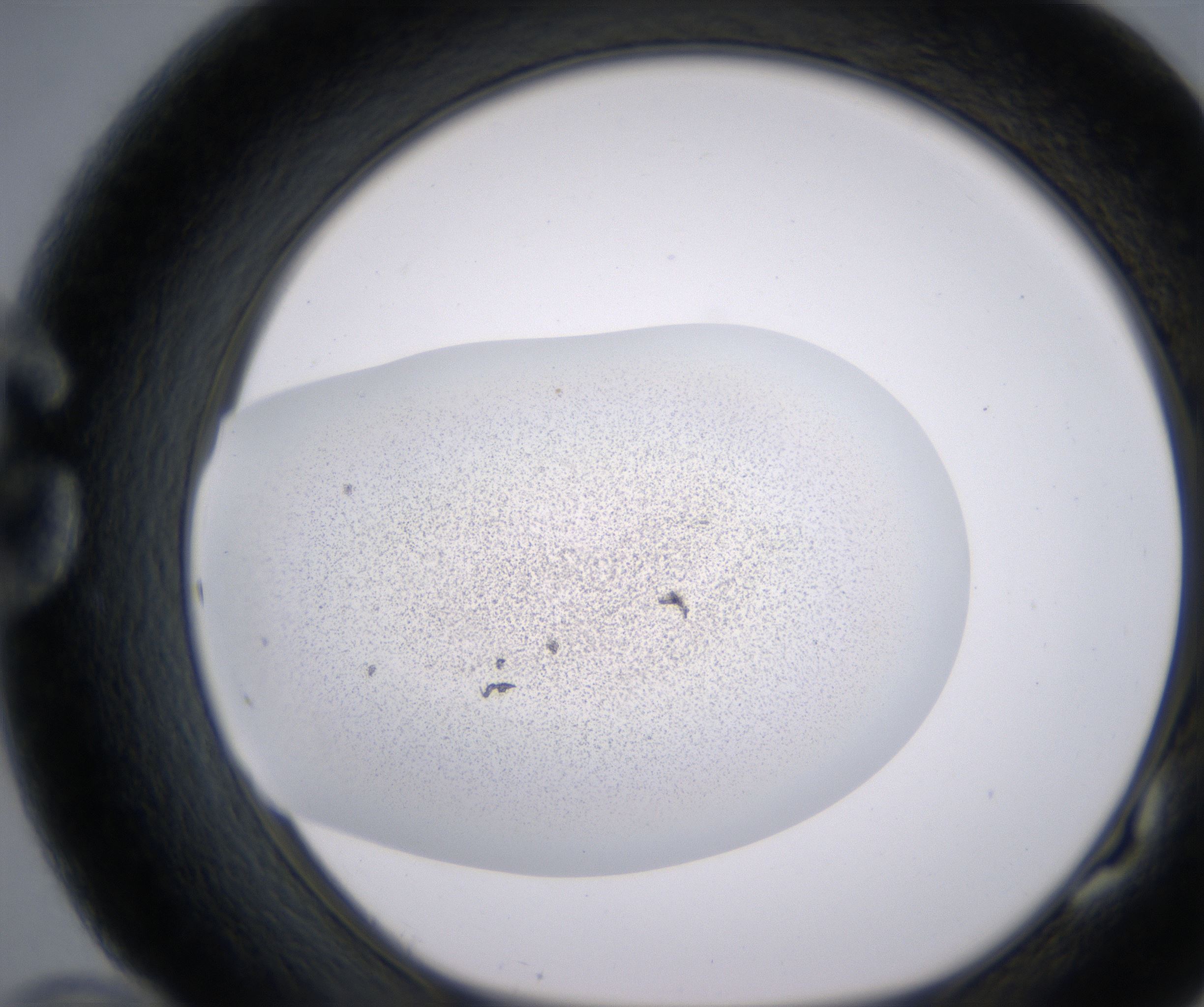 G10_HighResolution_Precipitate_1.jpg