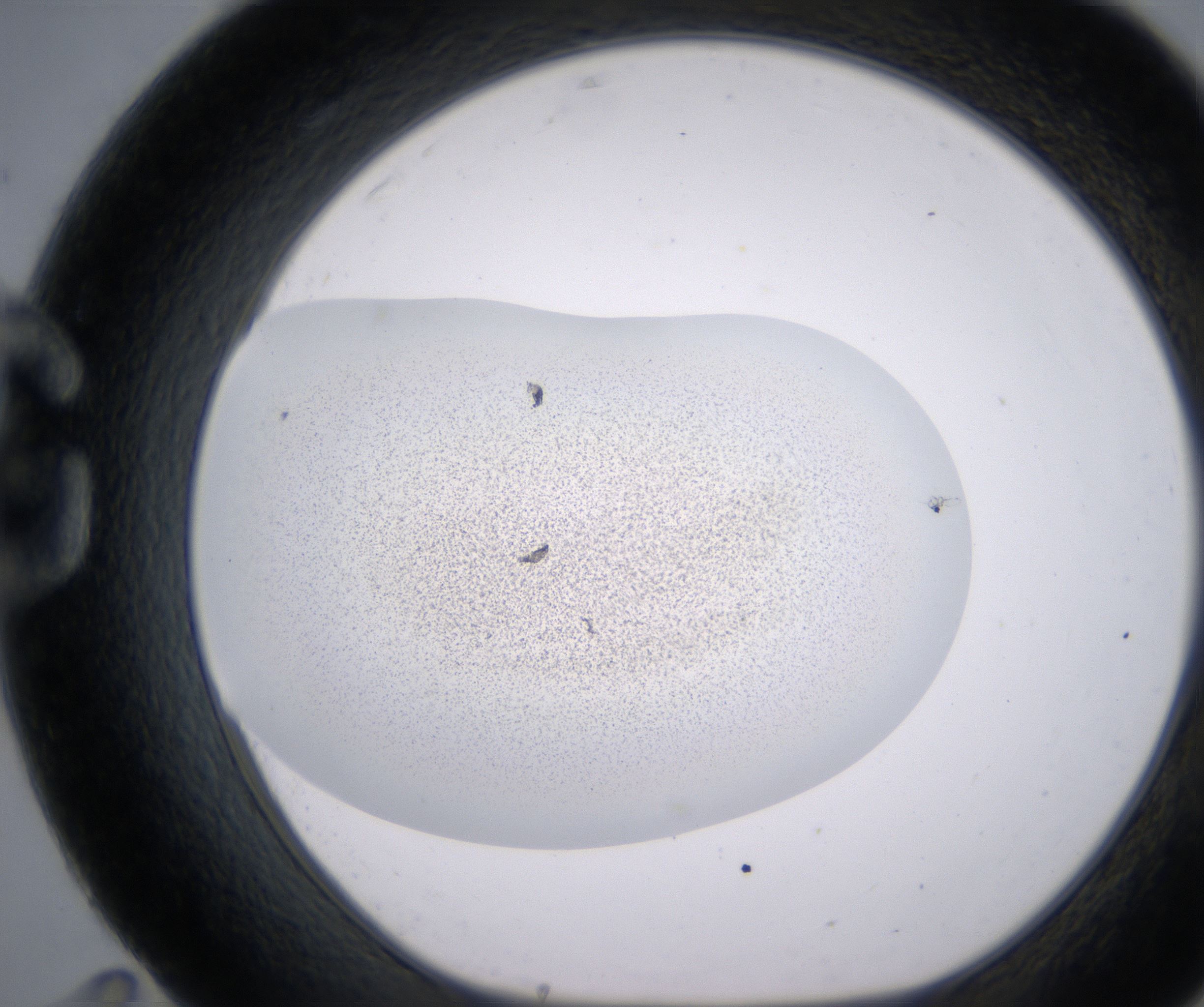 G11_HighResolution_Precipitate_1.jpg