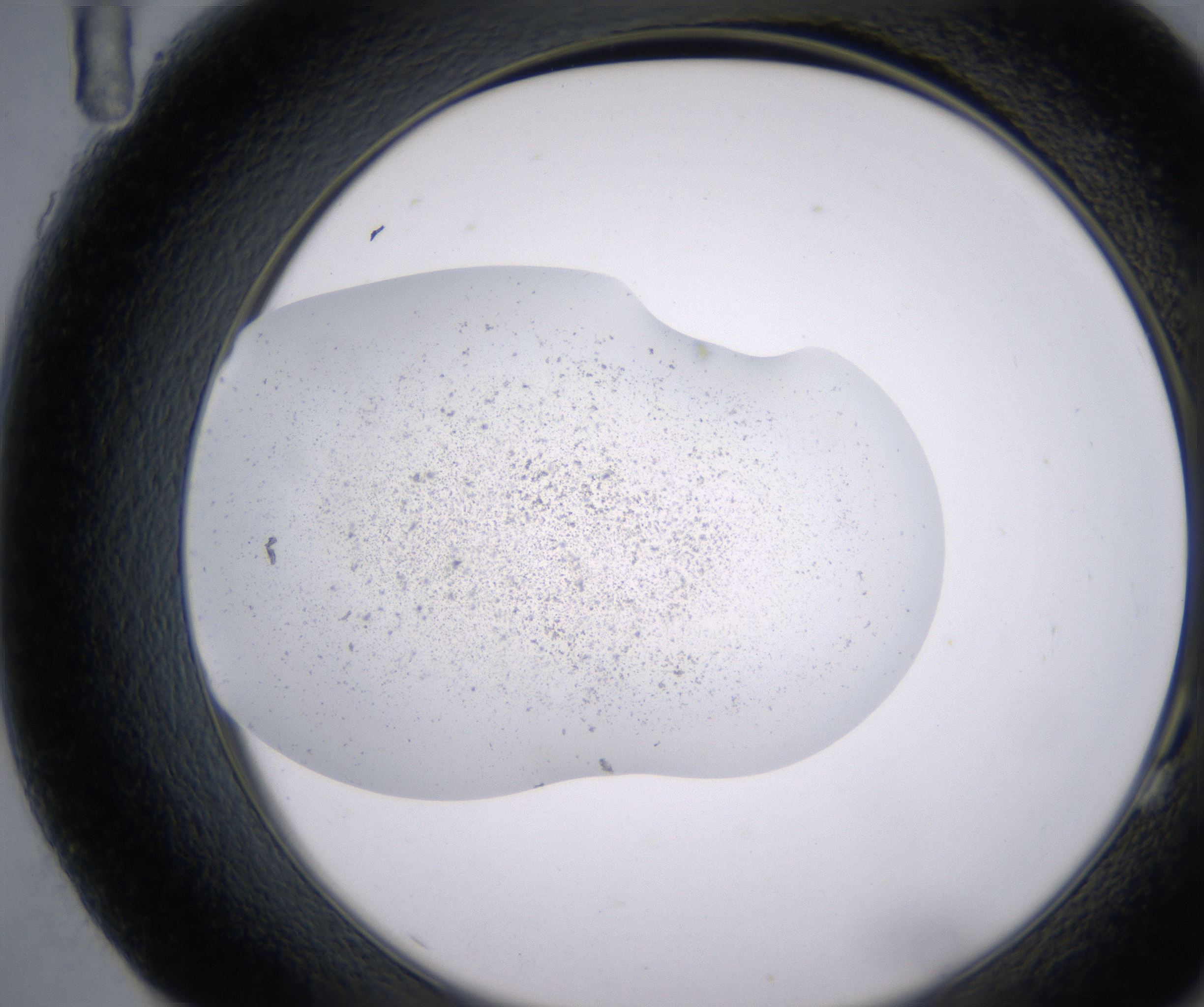 G11_HighResolution_Precipitate_2.jpg
