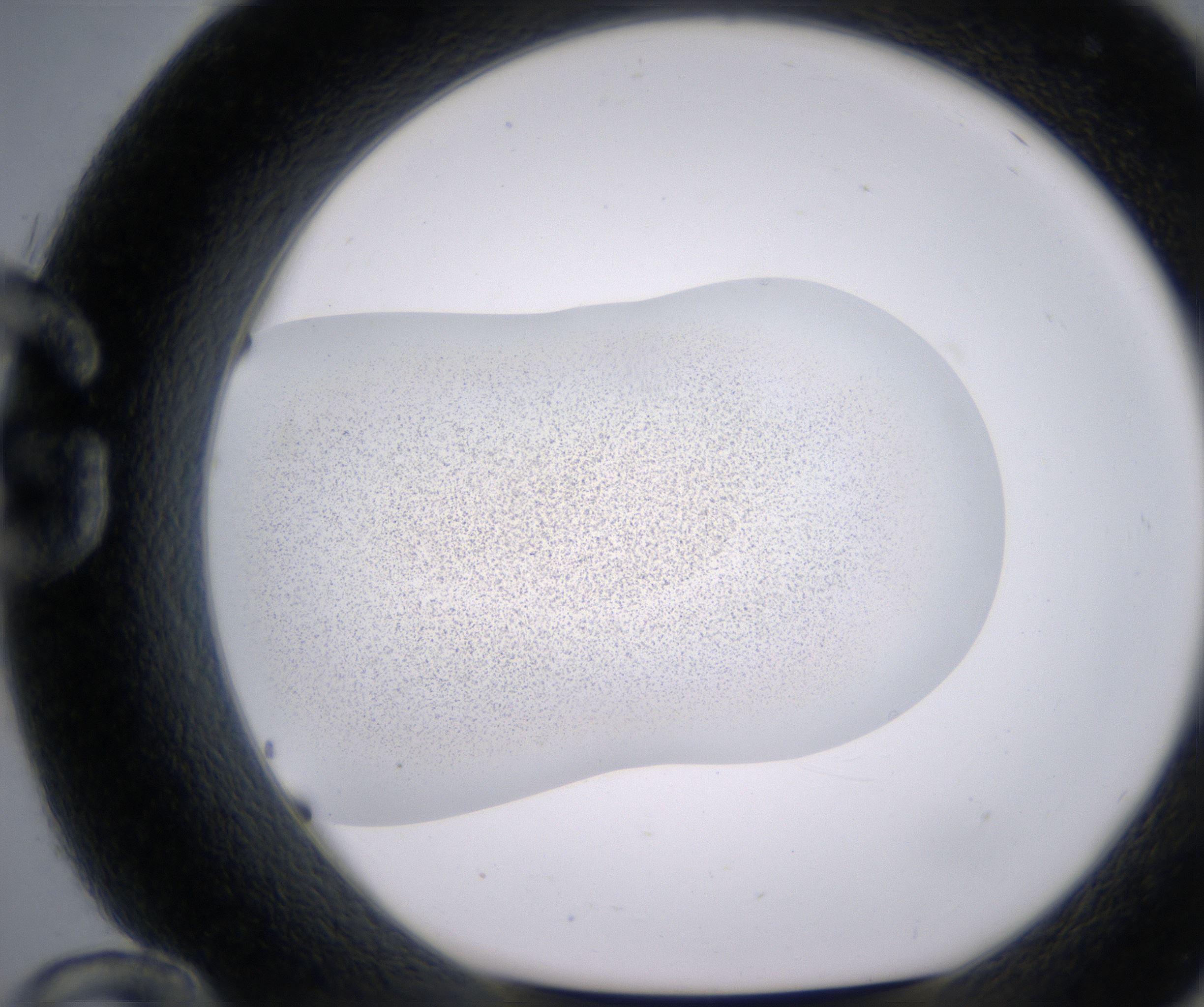 G12_HighResolution_Precipitate_1.jpg