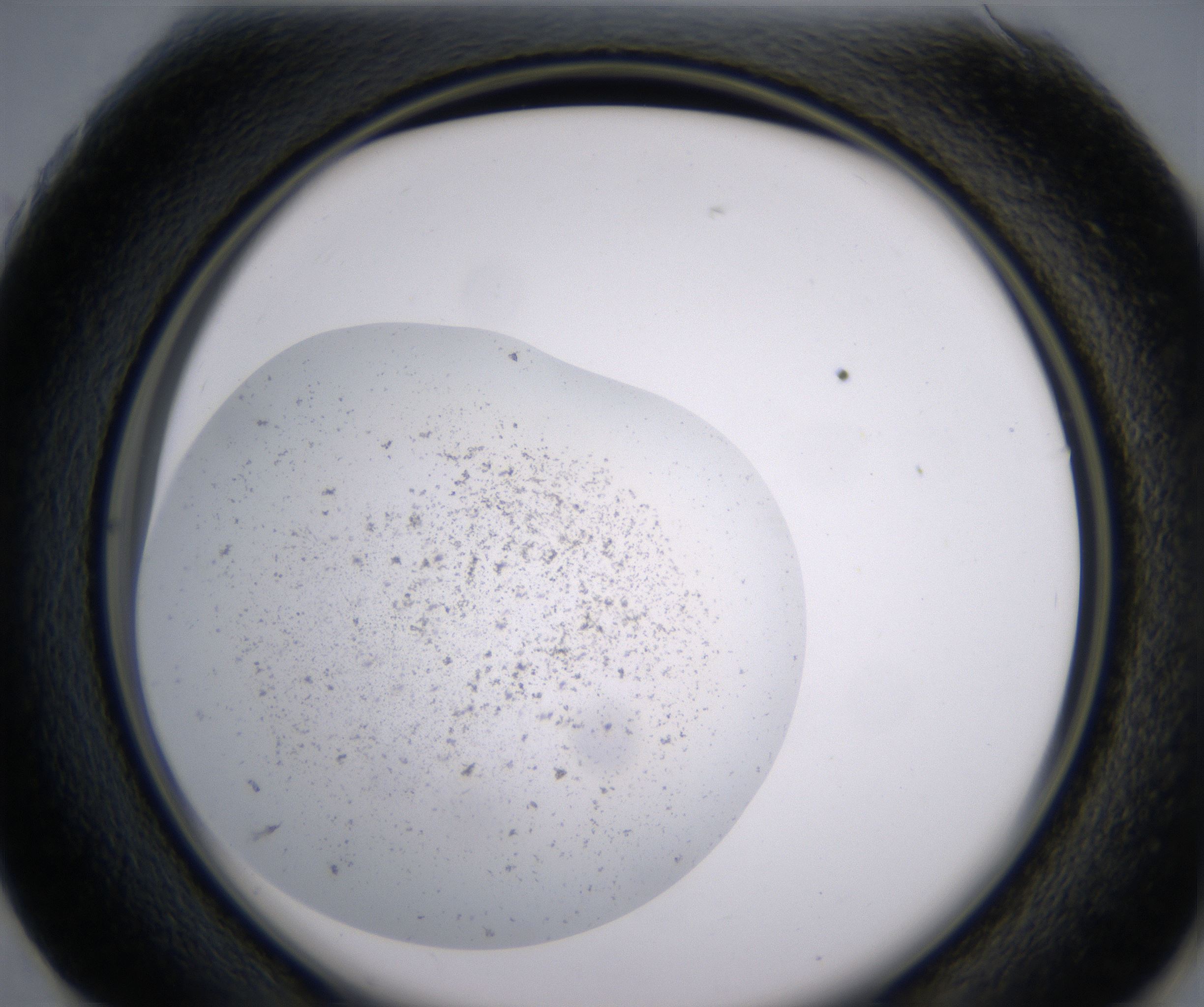 G1_HighResolution_Precipitate_2.jpg