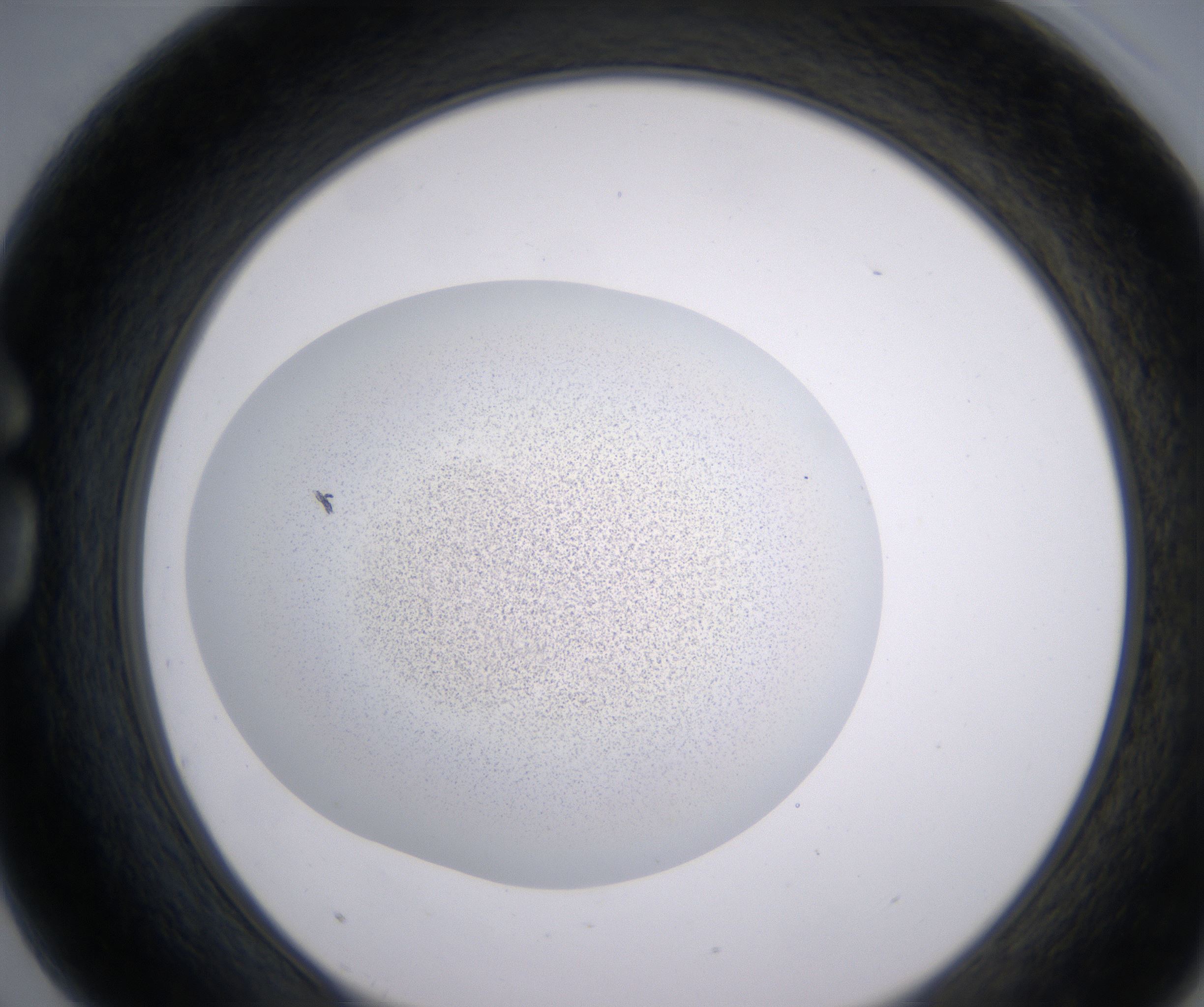G3_HighResolution_Precipitate_1.jpg