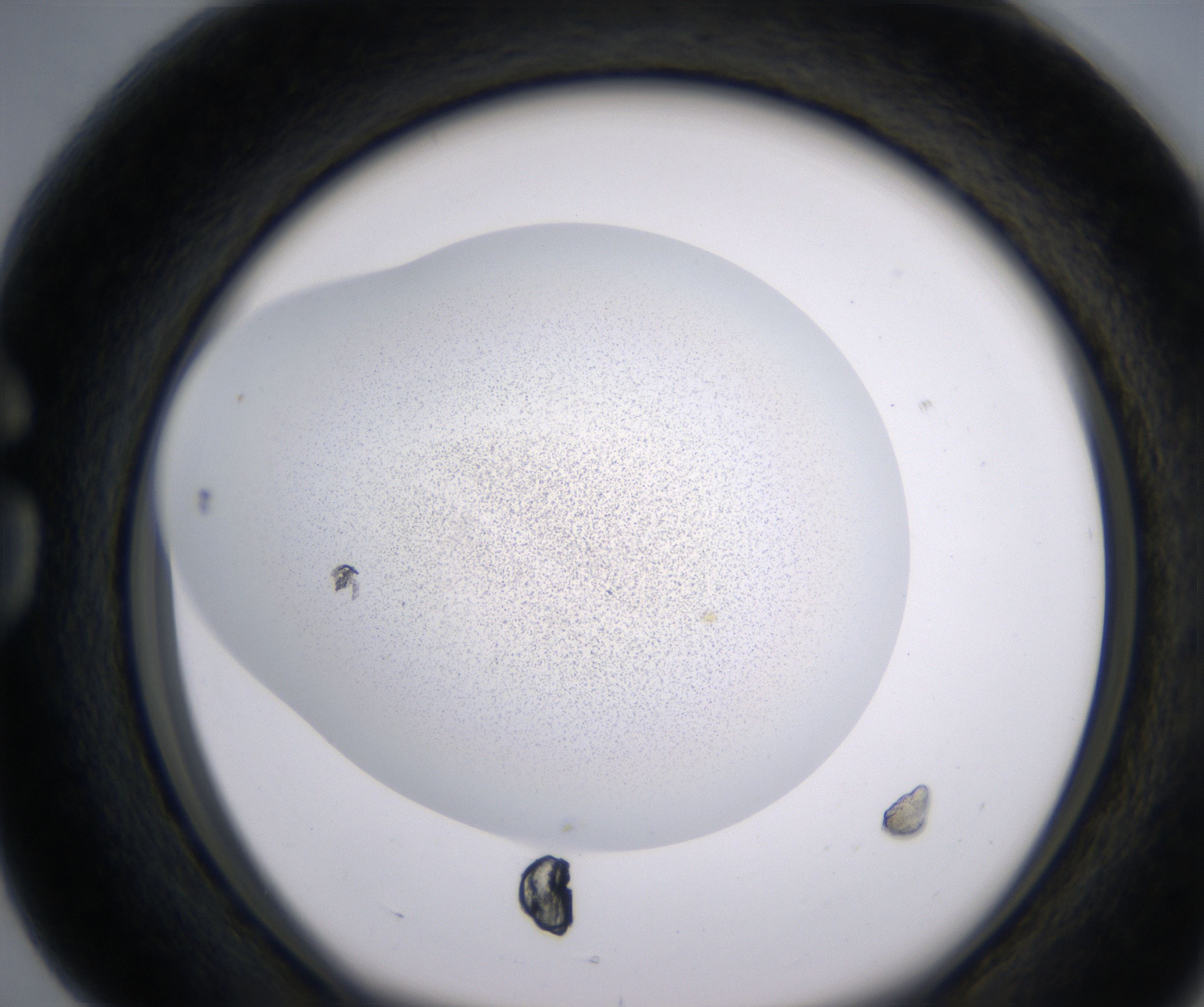 G4_HighResolution_Precipitate_1.jpg