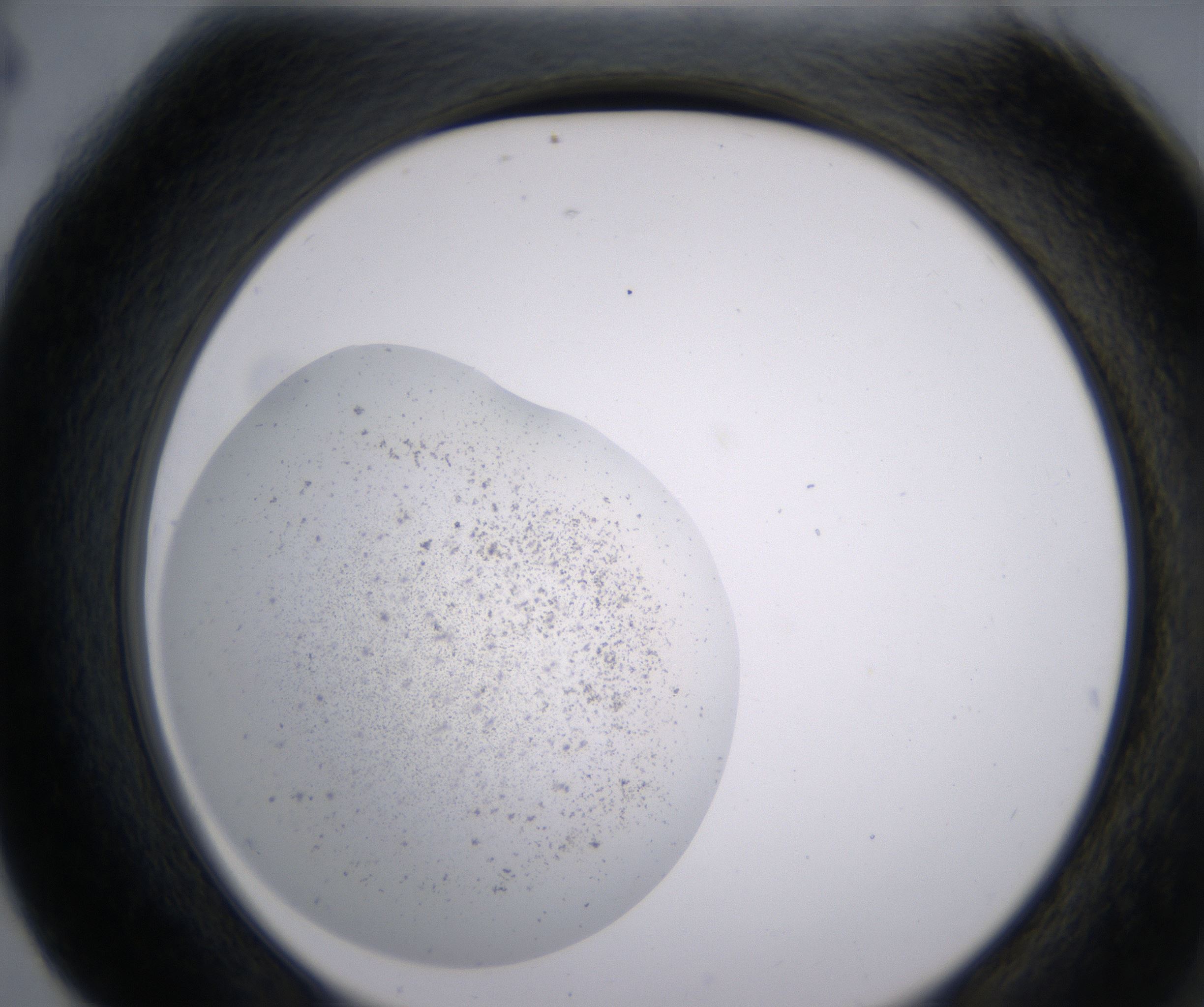 G4_HighResolution_Precipitate_2.jpg