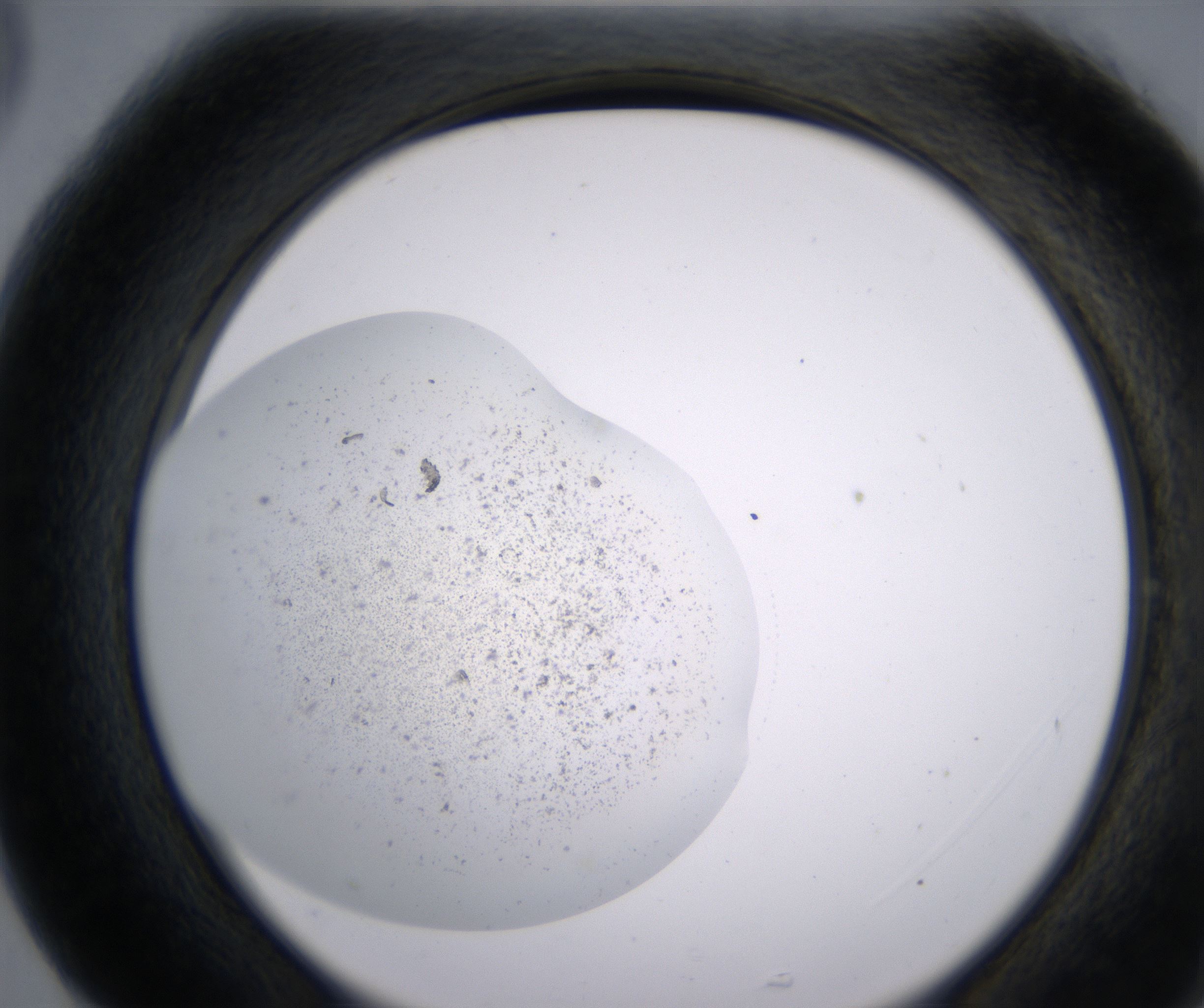 G5_HighResolution_Precipitate_2.jpg