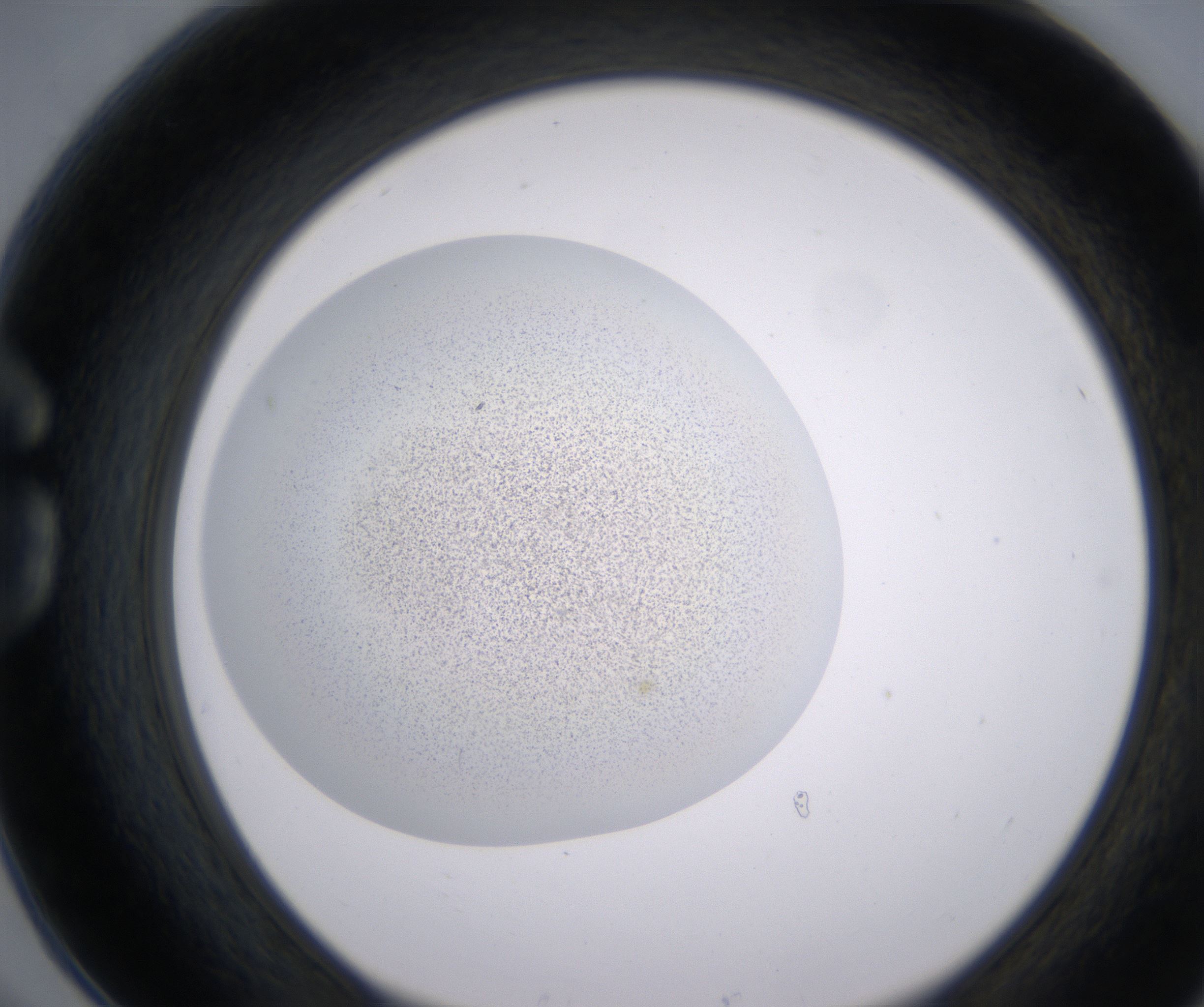 G6_HighResolution_Precipitate_1.jpg