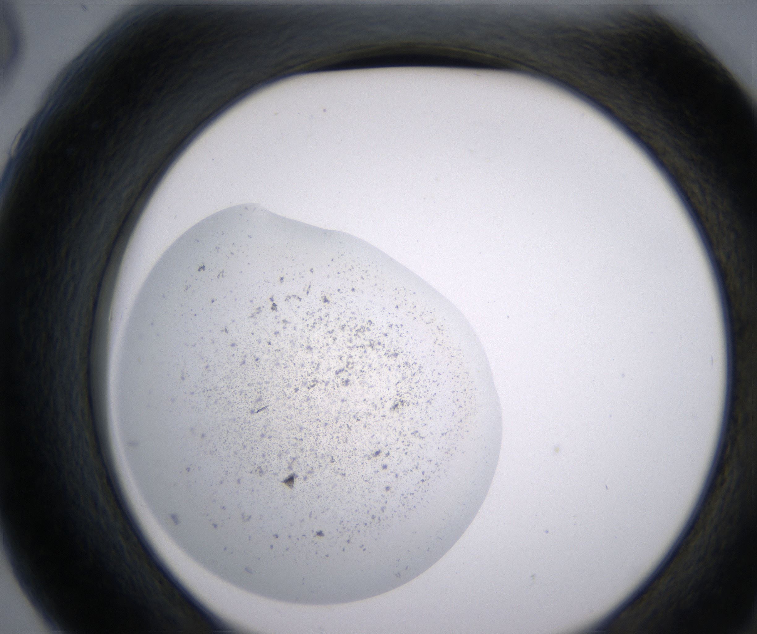 G6_HighResolution_Precipitate_2.jpg
