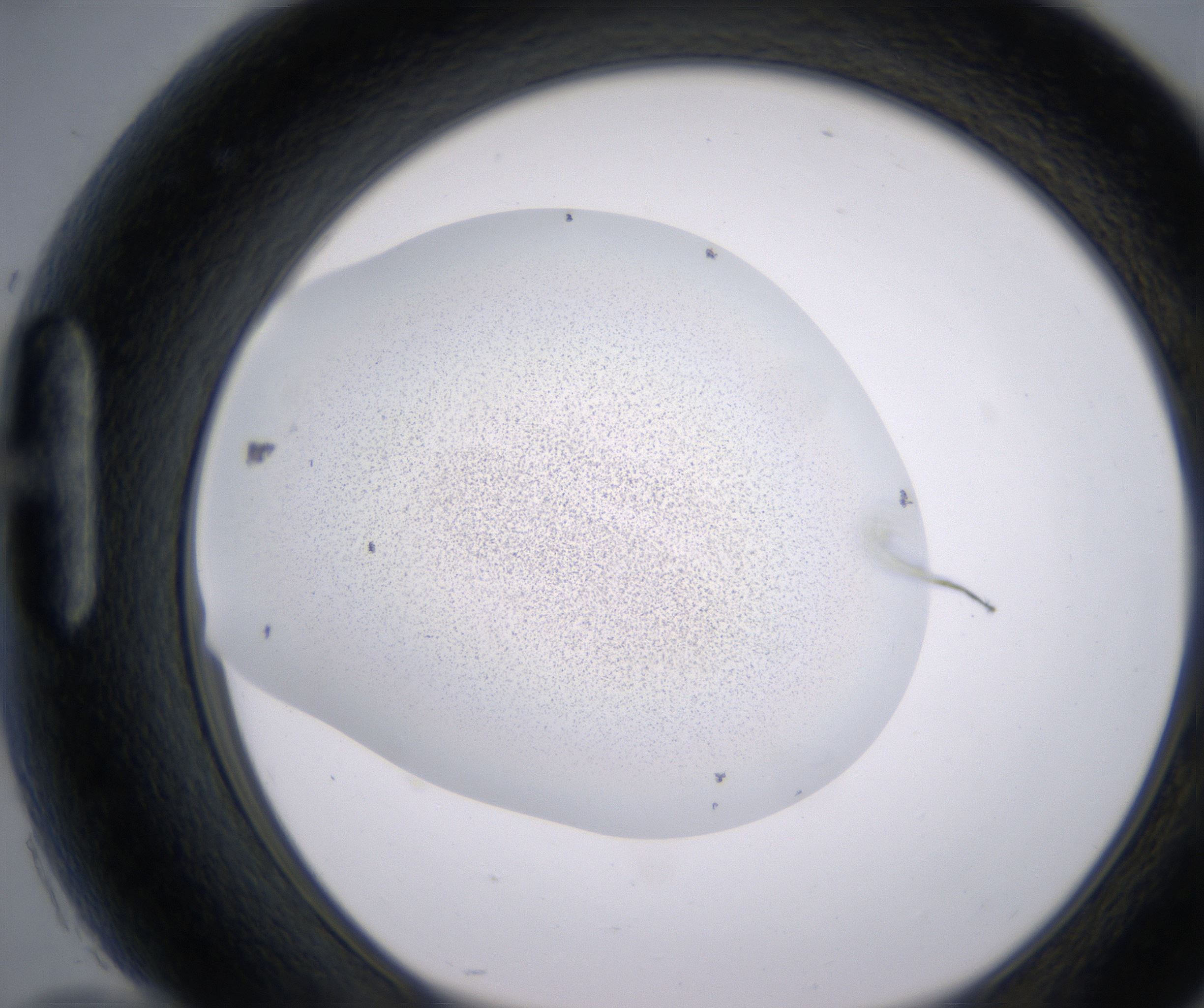 H10_HighResolution_Precipitate_1.jpg