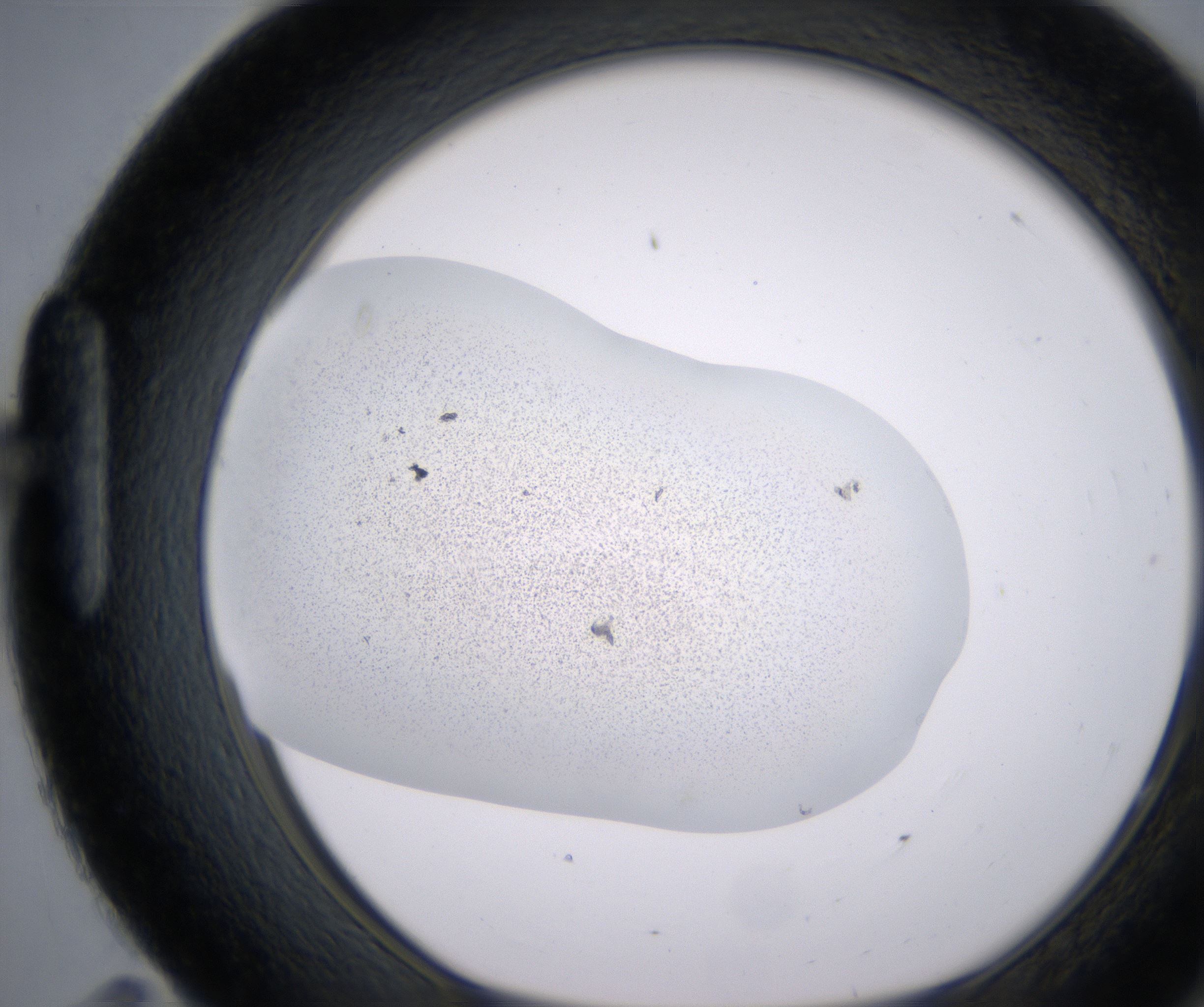H11_HighResolution_Precipitate_1.jpg
