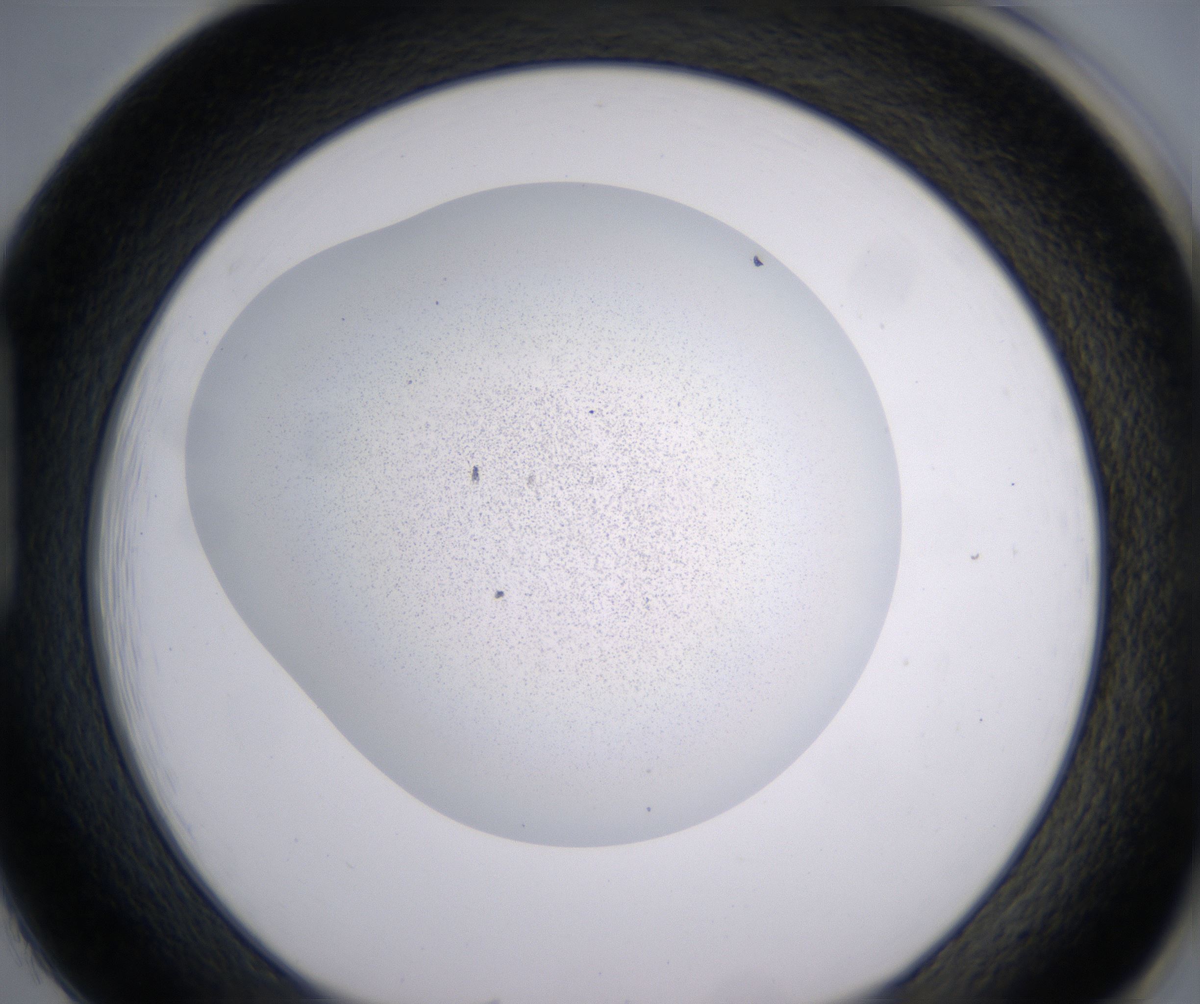 H1_HighResolution_Precipitate_1.jpg