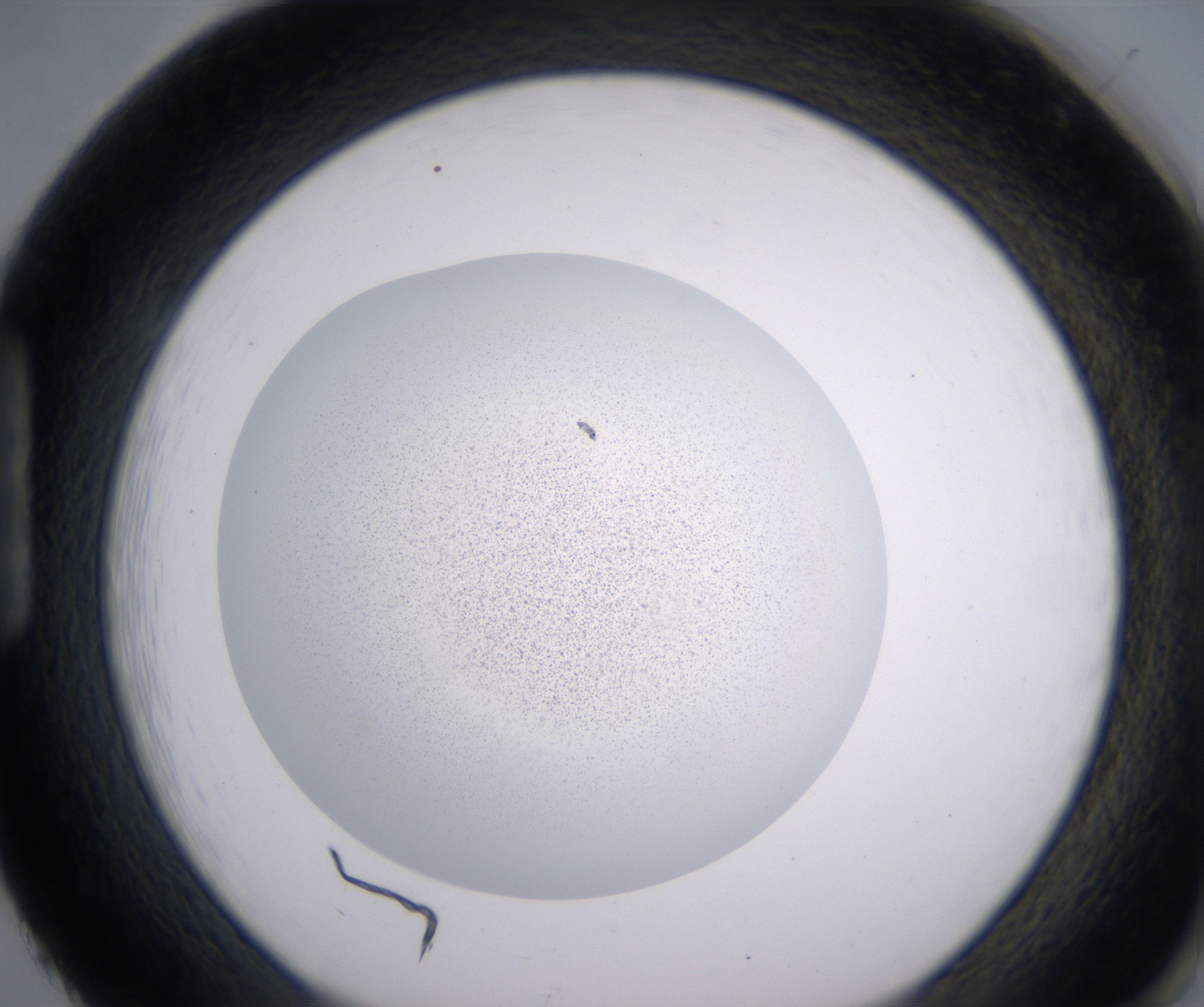 H2_HighResolution_Precipitate_1.jpg