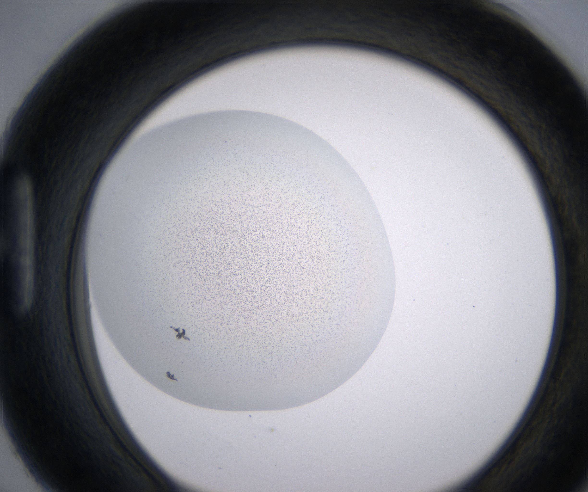 H6_HighResolution_Precipitate_1.jpg