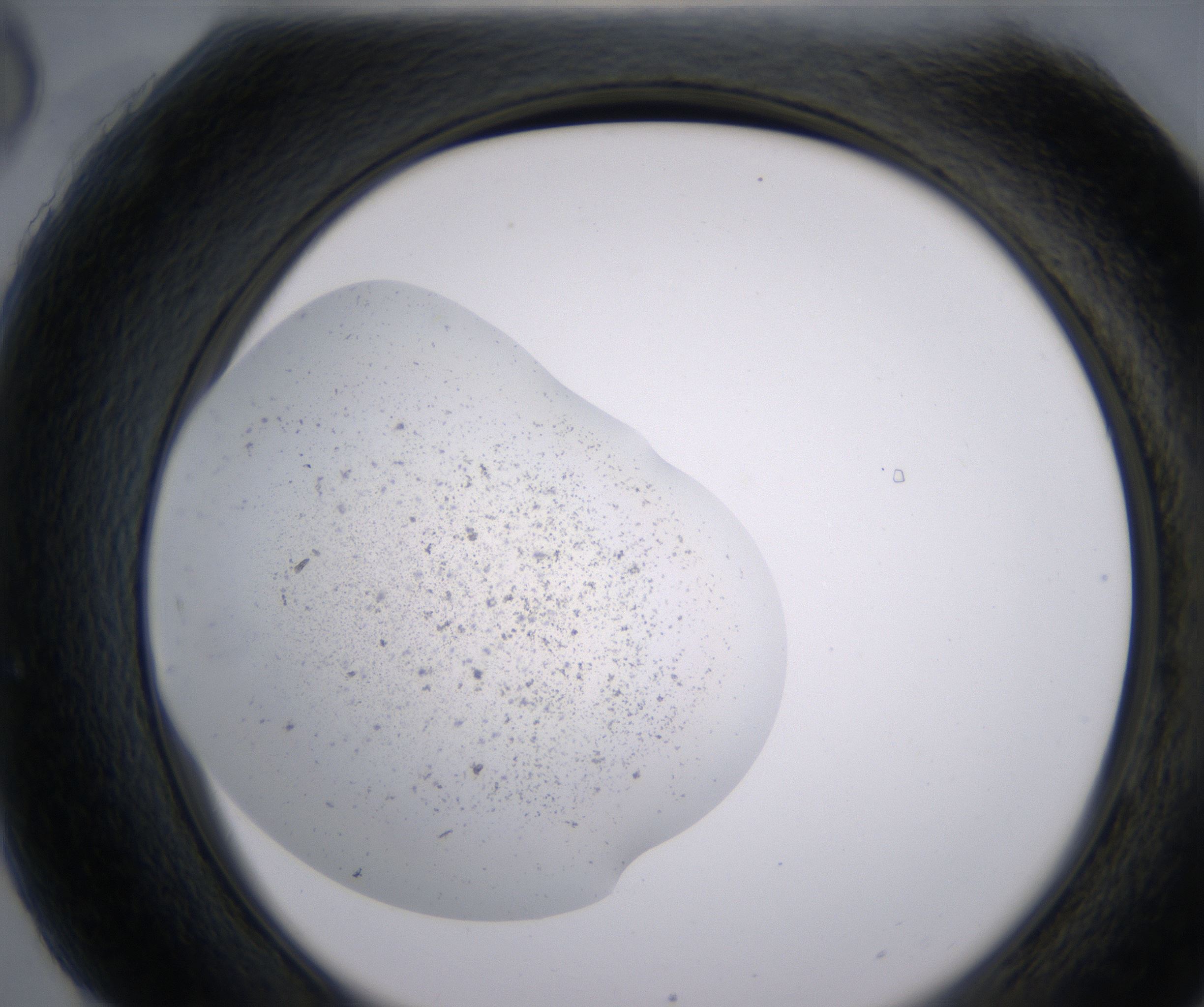 H6_HighResolution_Precipitate_2.jpg