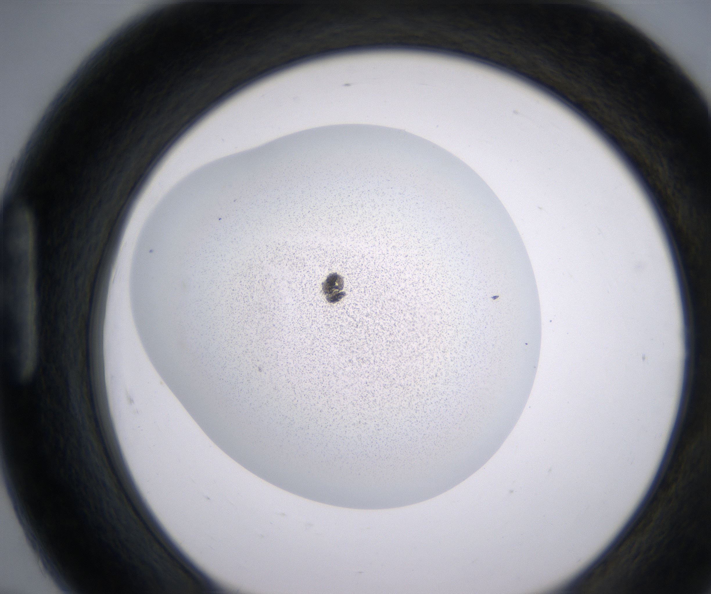 H7_HighResolution_Precipitate_1.jpg
