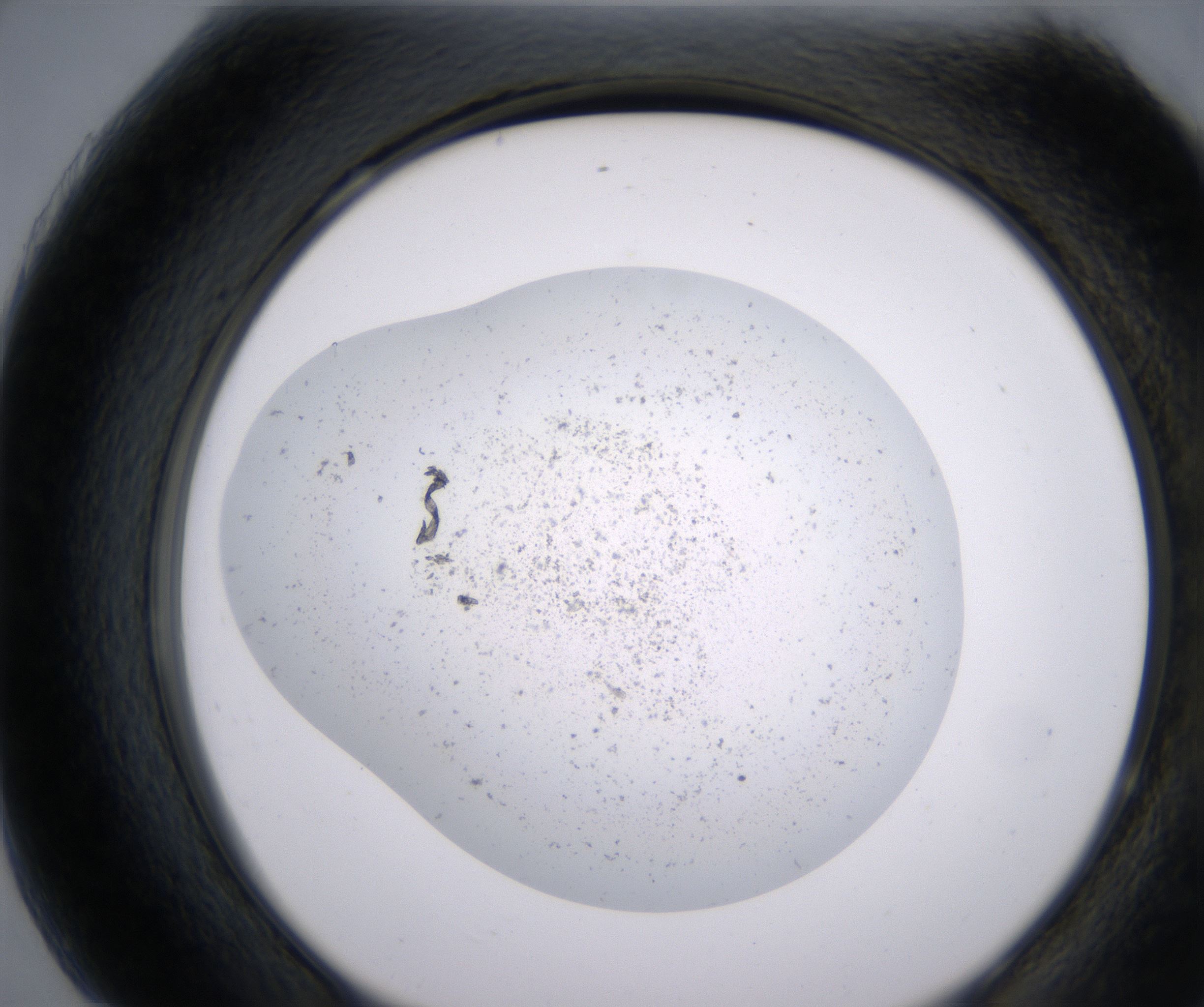 H7_HighResolution_Precipitate_2.jpg