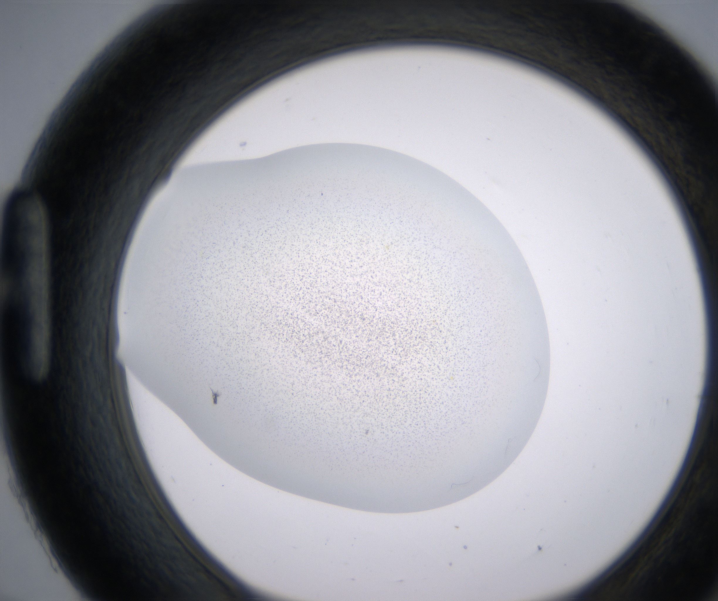 H9_HighResolution_Precipitate_1.jpg