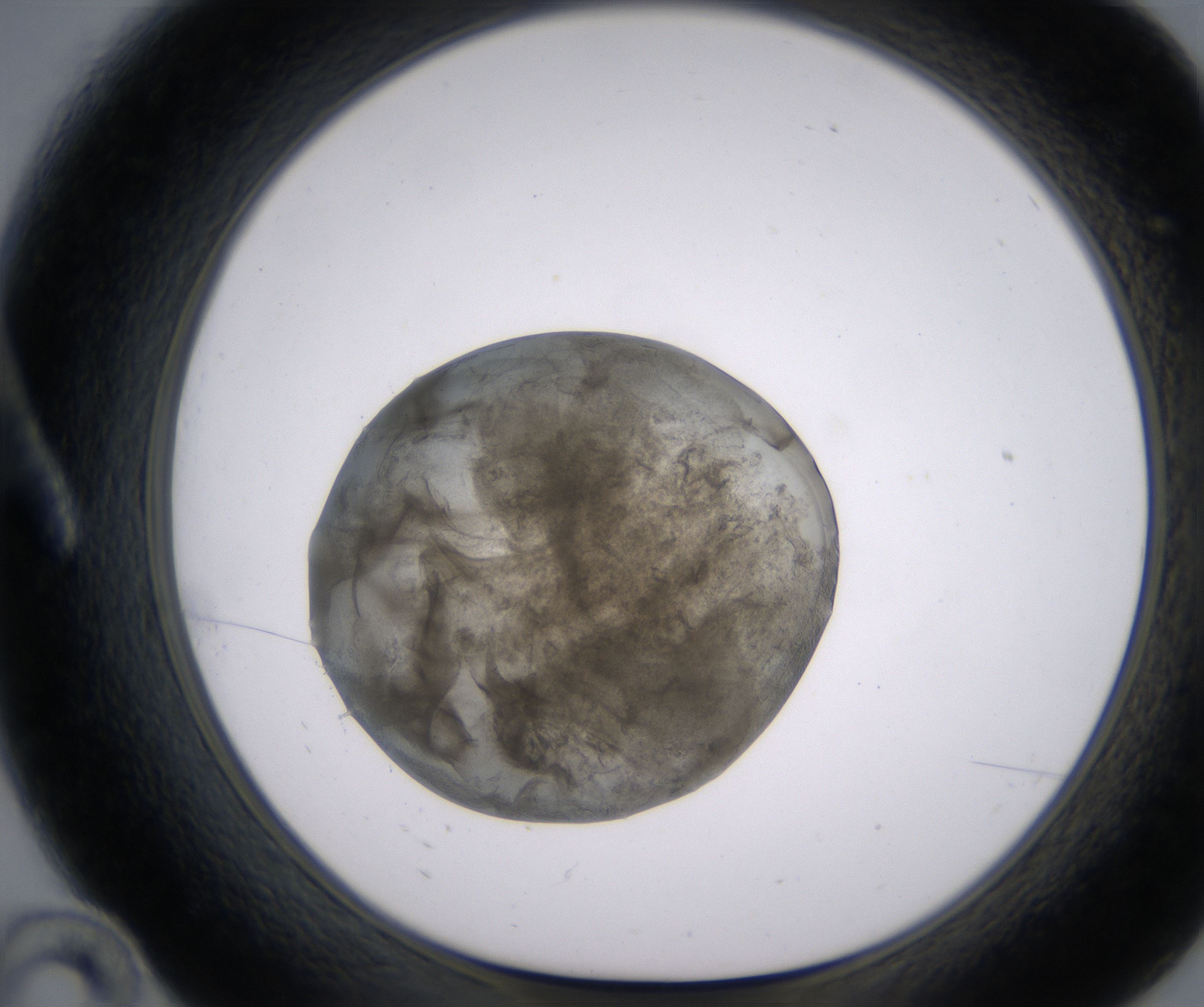 A10_HighResolution_Precipitate_1.jpg