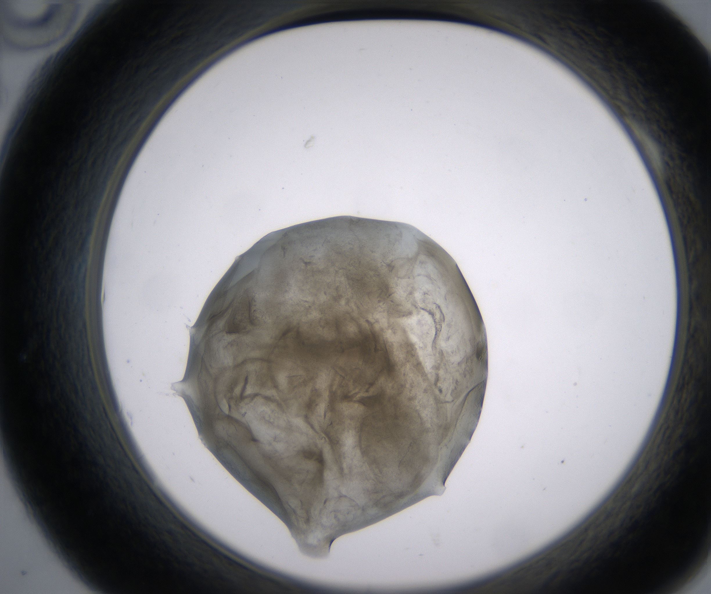 A10_HighResolution_Precipitate_2.jpg