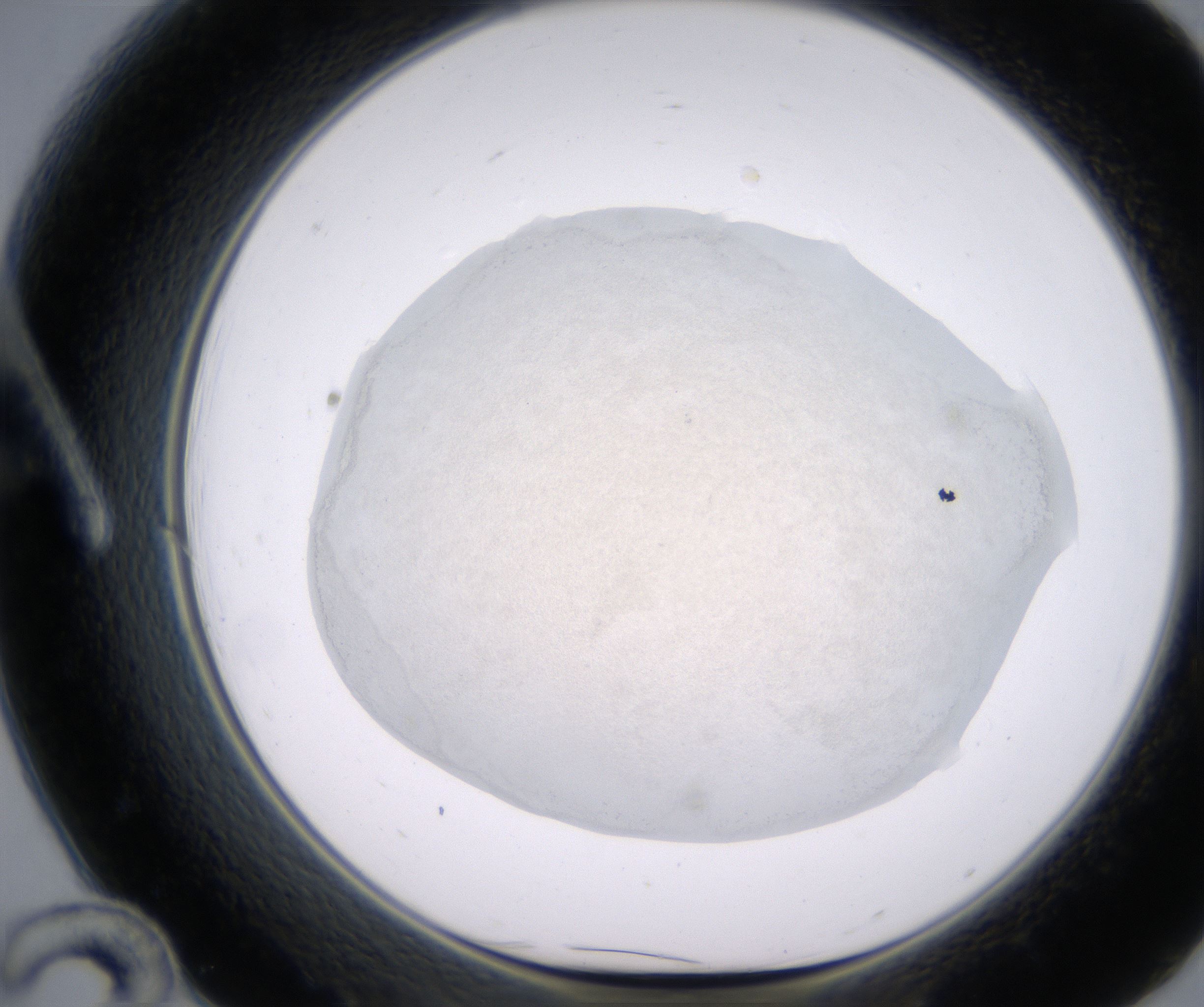 A12_HighResolution_Precipitate_1.jpg