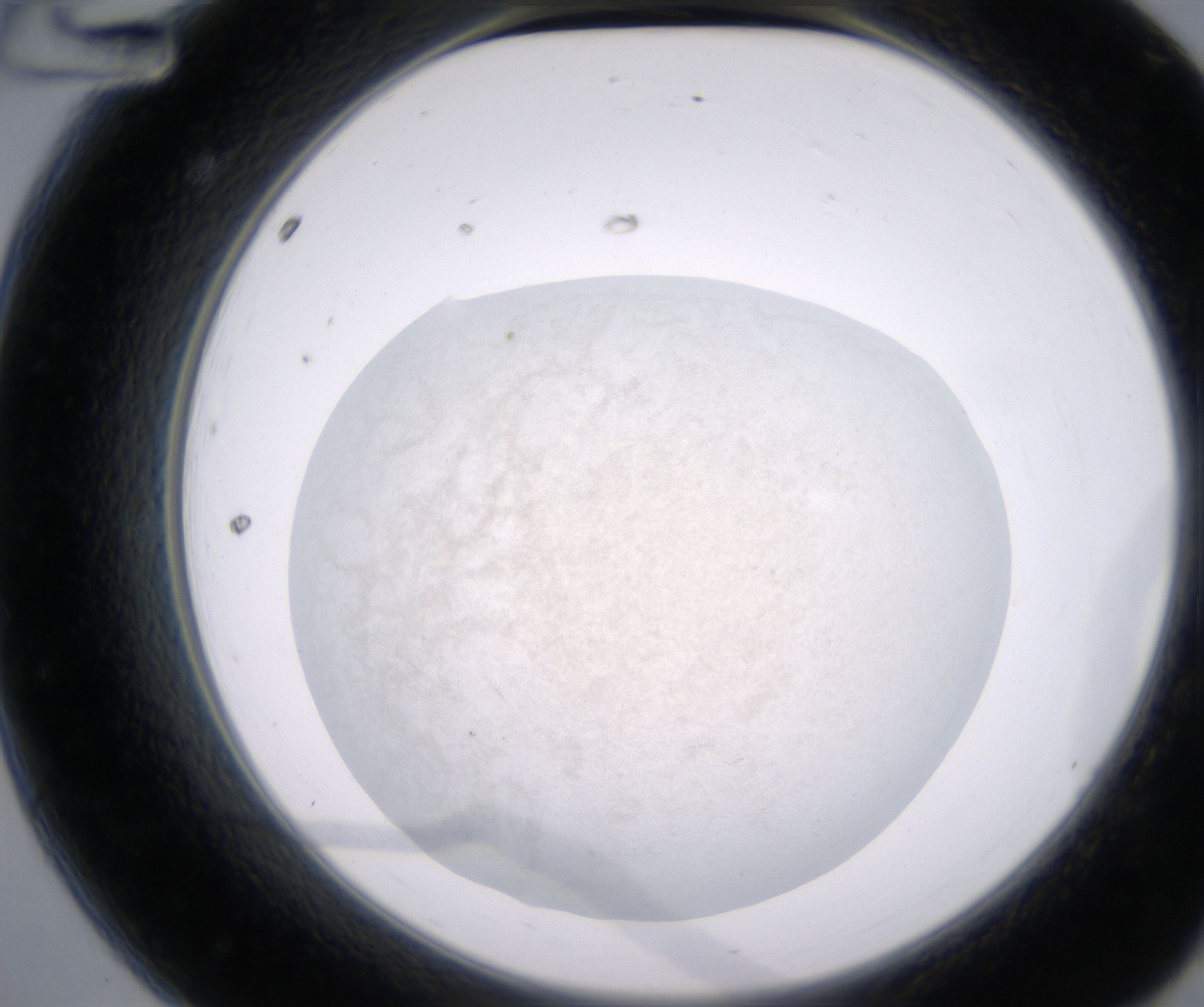 A12_HighResolution_Precipitate_2.jpg