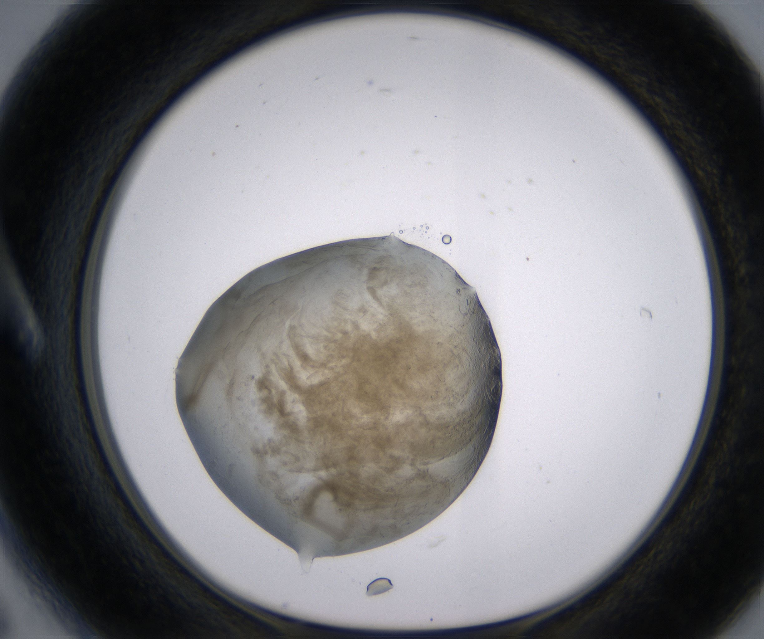 A6_HighResolution_Precipitate_1.jpg