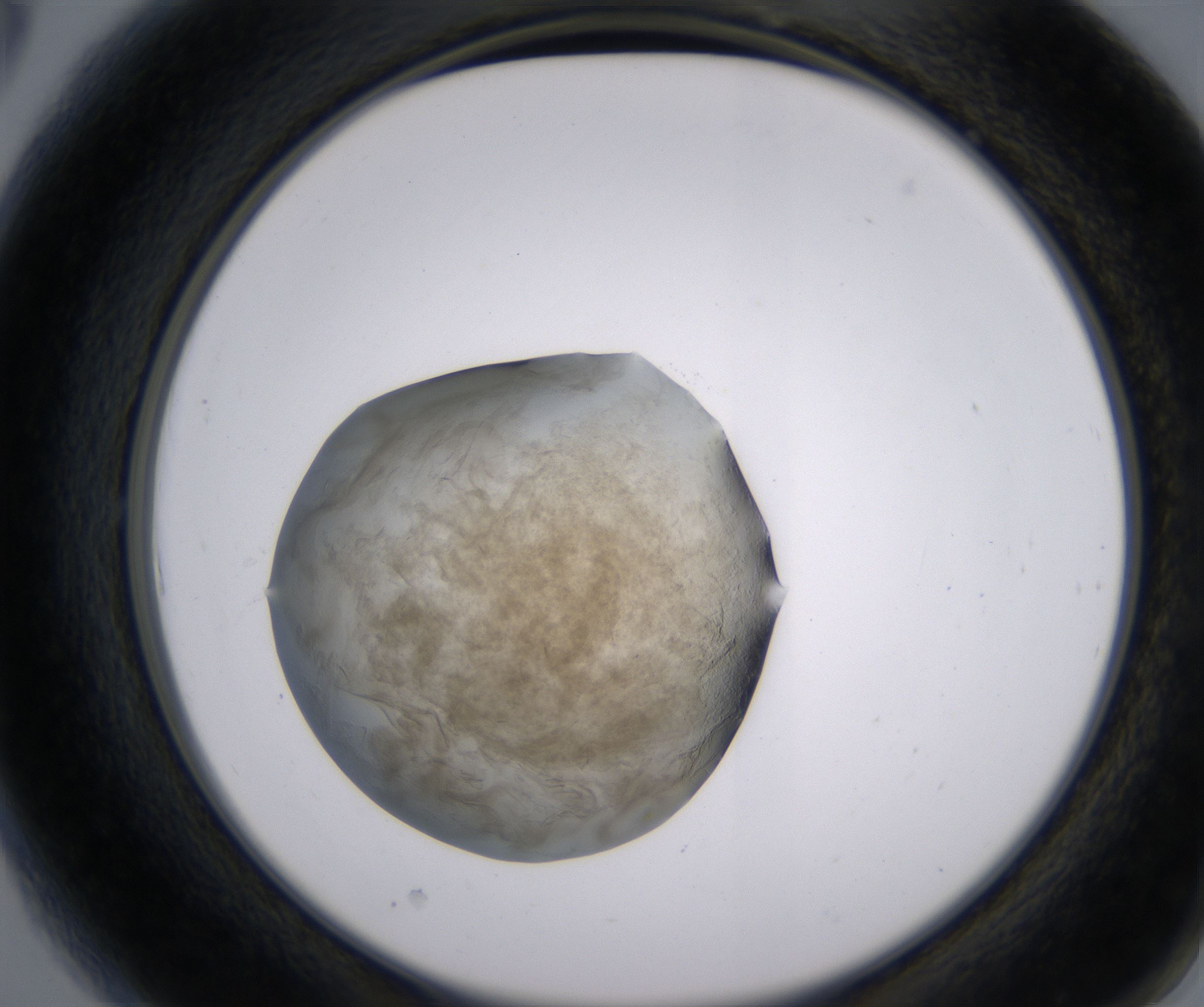 A6_HighResolution_Precipitate_2.jpg