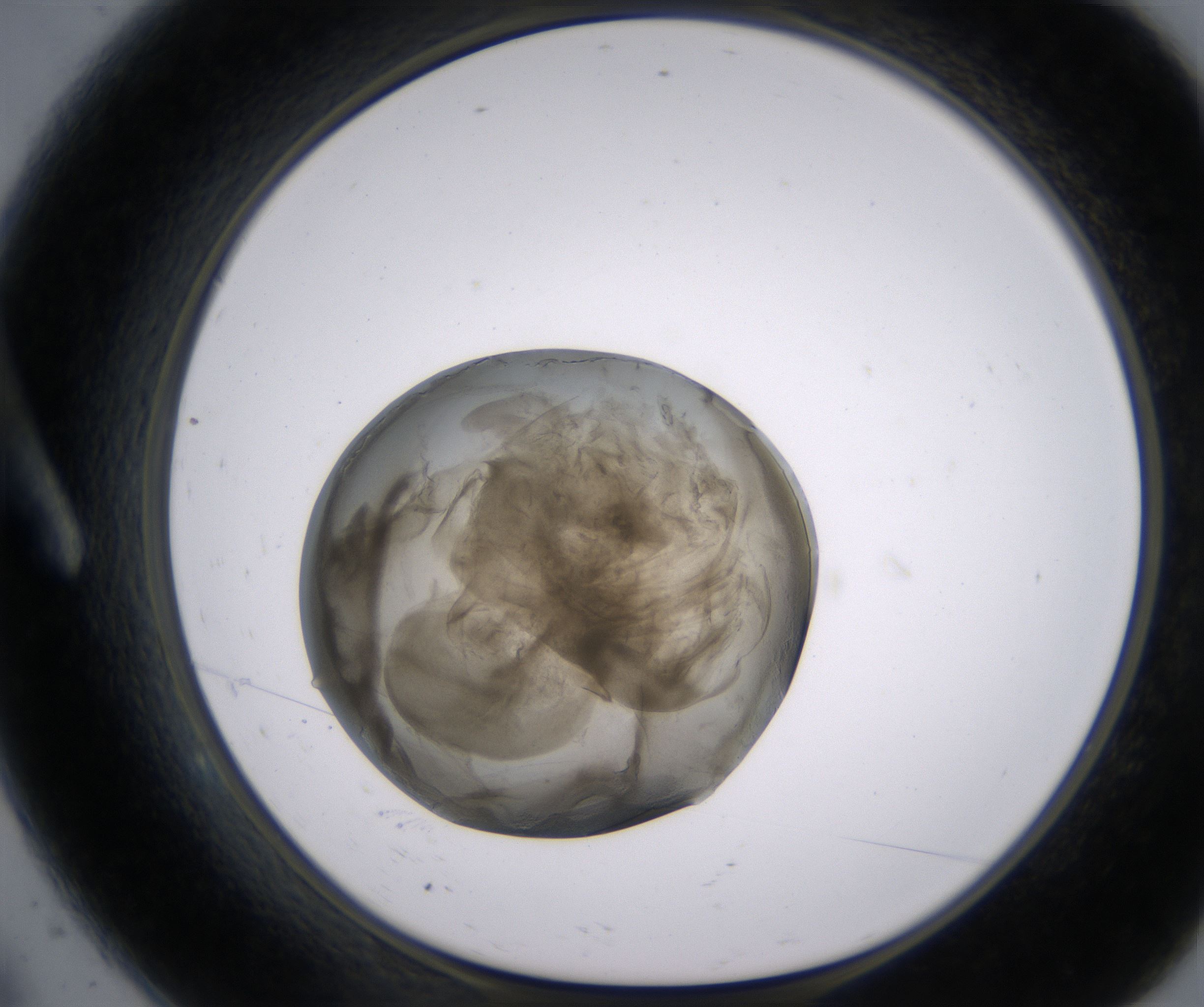 A9_HighResolution_Precipitate_1.jpg