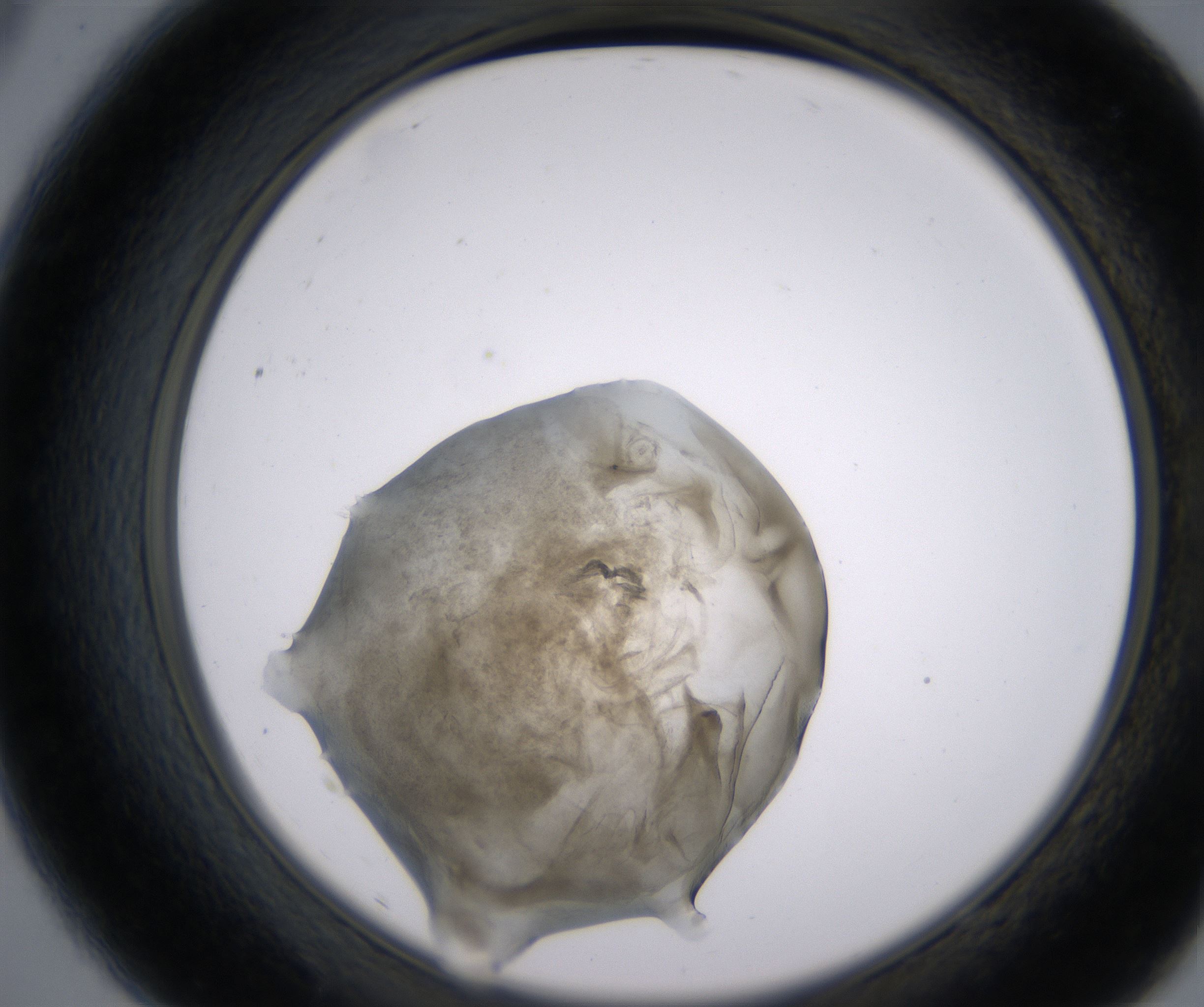 A9_HighResolution_Precipitate_2.jpg