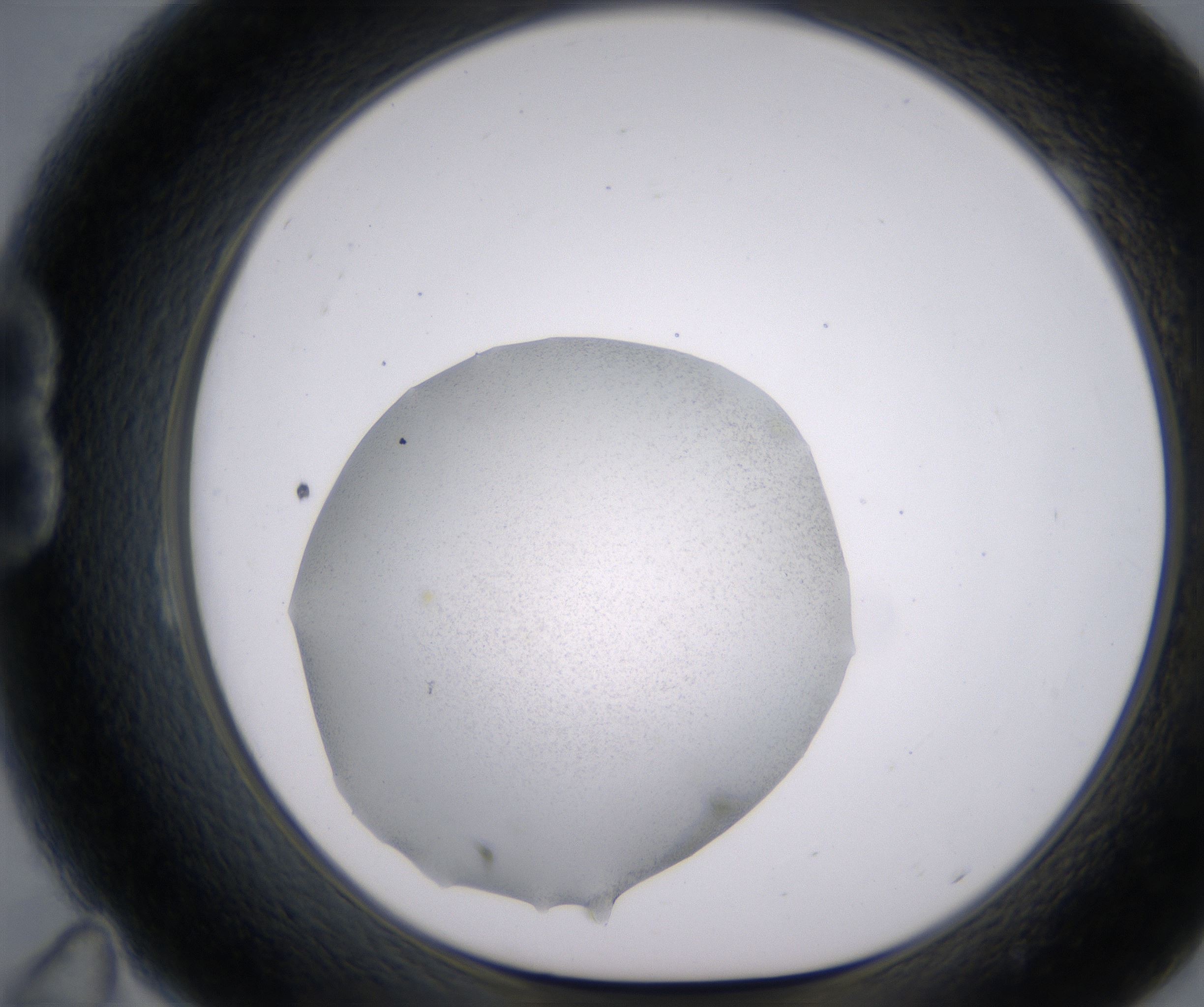 B11_HighResolution_Precipitate_1.jpg