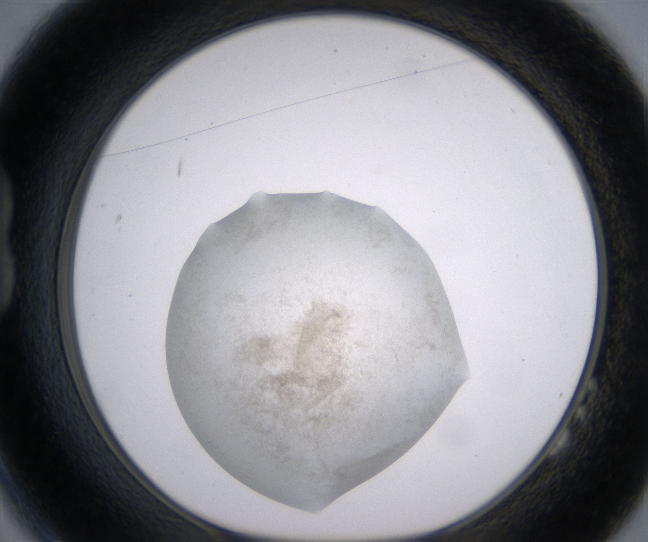 B2_HighResolution_Precipitate_1.jpg