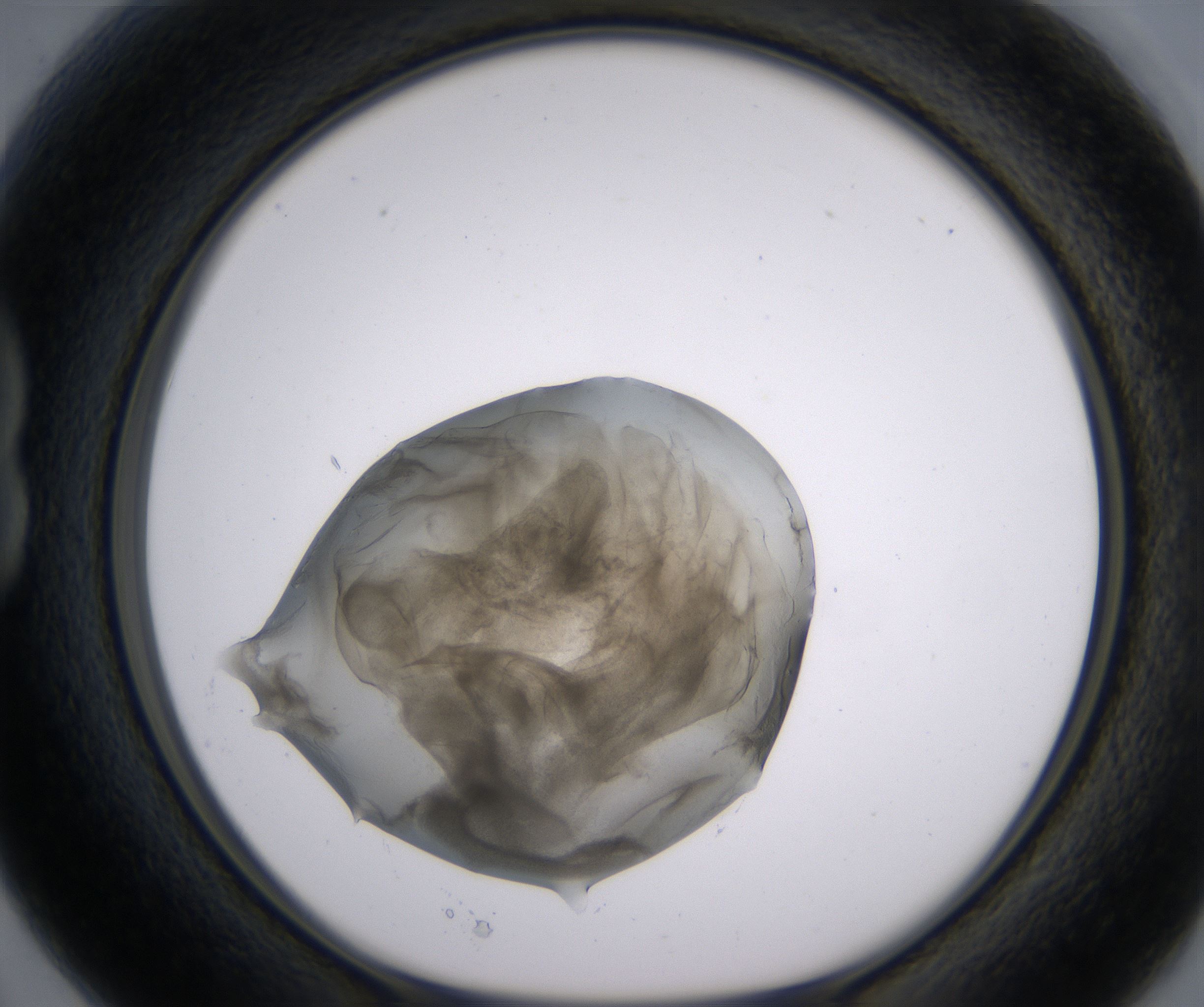 B3_HighResolution_Precipitate_1.jpg