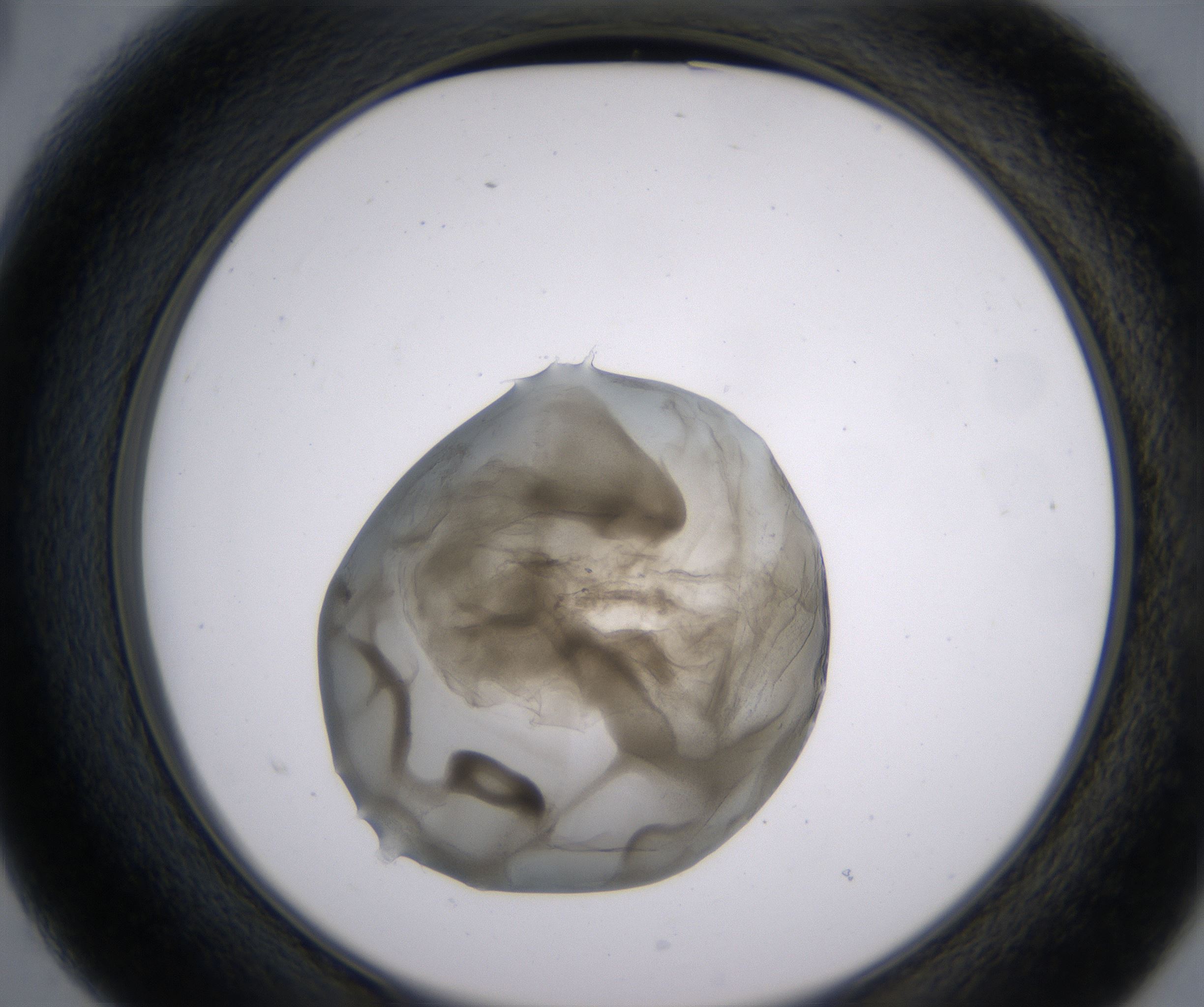 B3_HighResolution_Precipitate_2.jpg