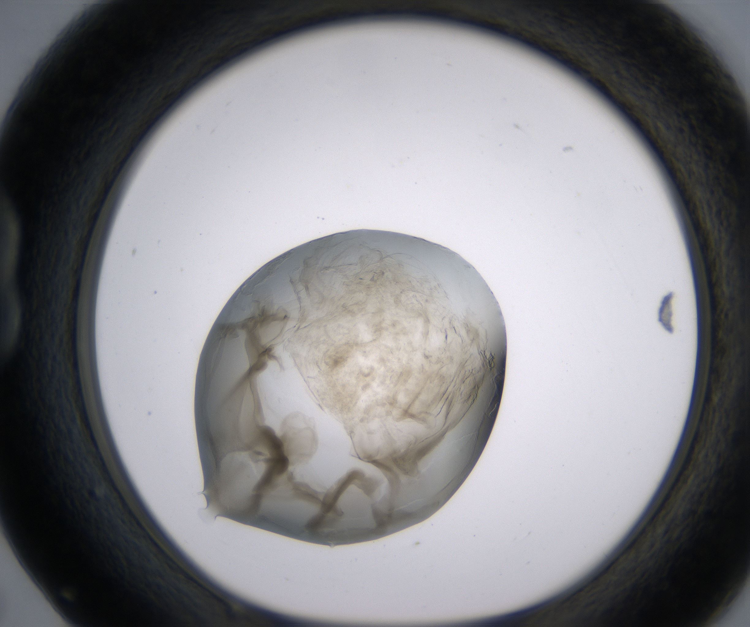 B5_HighResolution_Precipitate_1.jpg